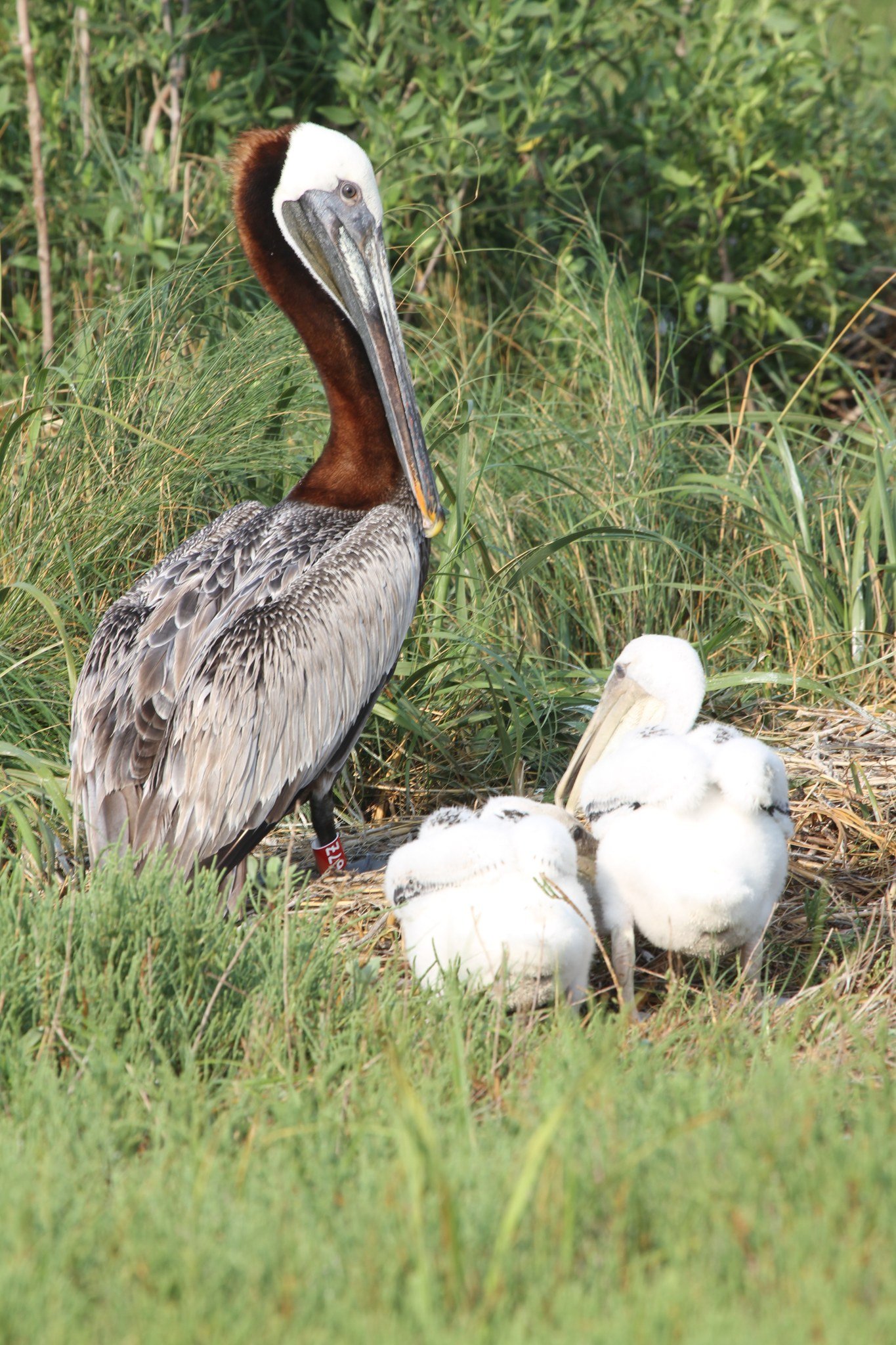 Effects of Oil on Wildlife Conference 2025