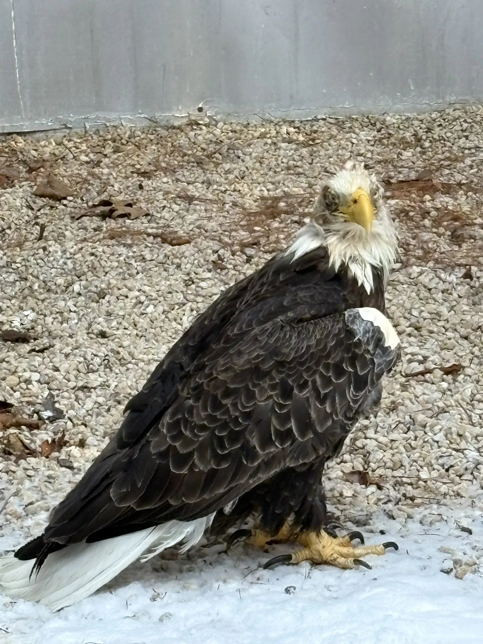Rescue, Rehabilitate, Release