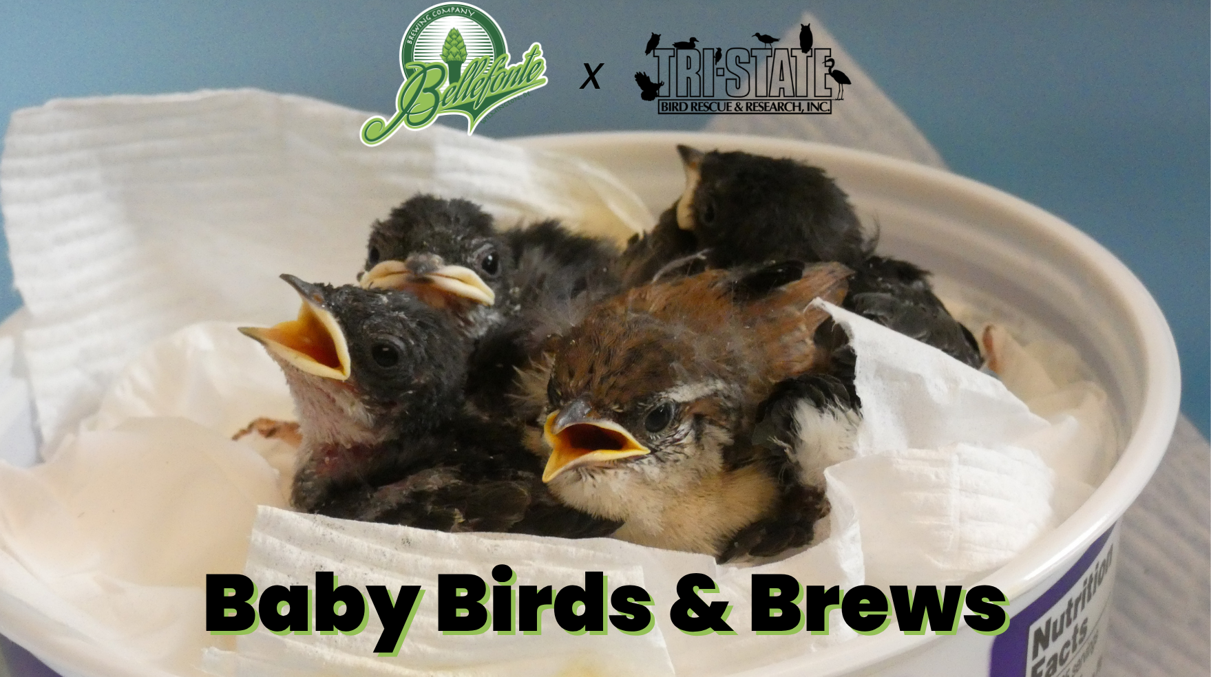 Baby Birds and Brews
