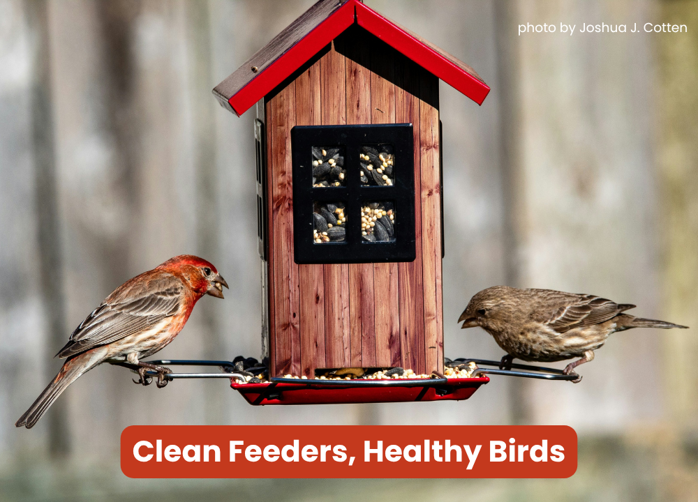 Clean Feeders, Healthy Birds