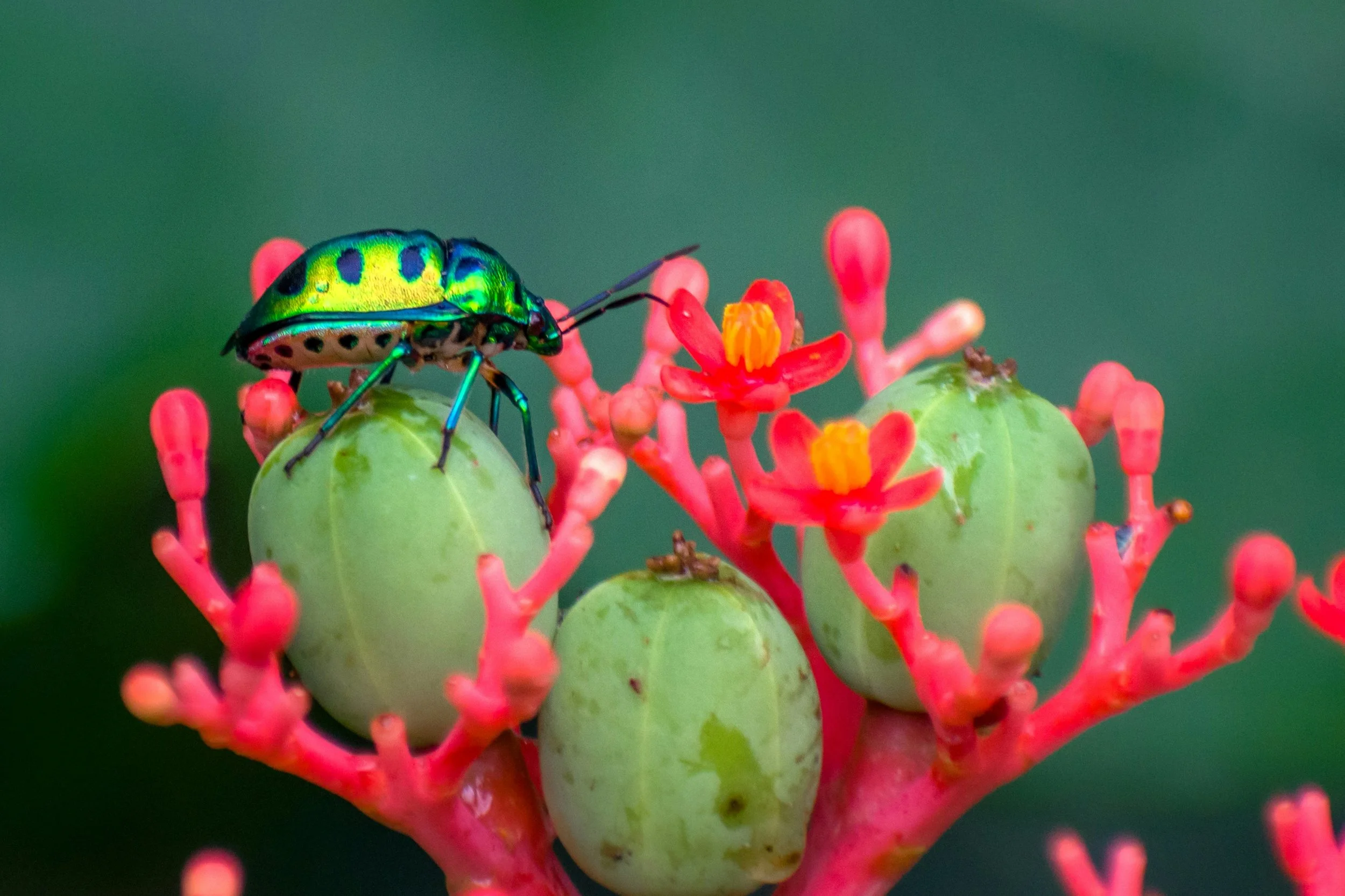 Bug Days of Summer