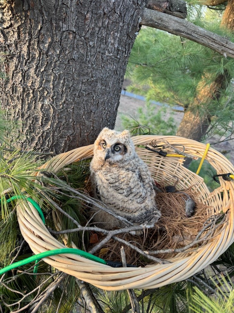 New Nest, New Beginning