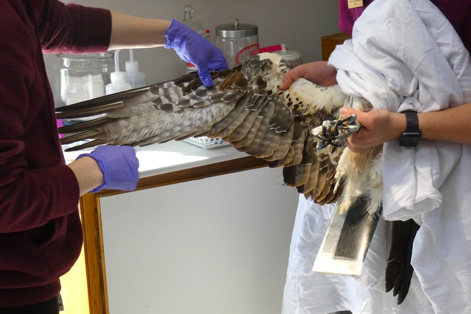 Get Help For A Bird — Tri-State Bird Rescue & Research