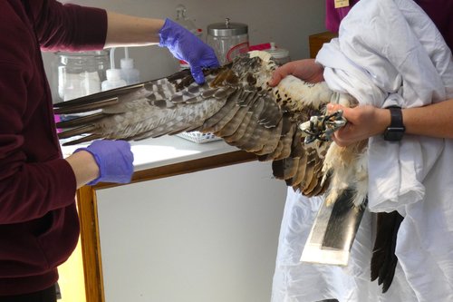 Get Help For A Bird — Tri-State Bird Rescue & Research