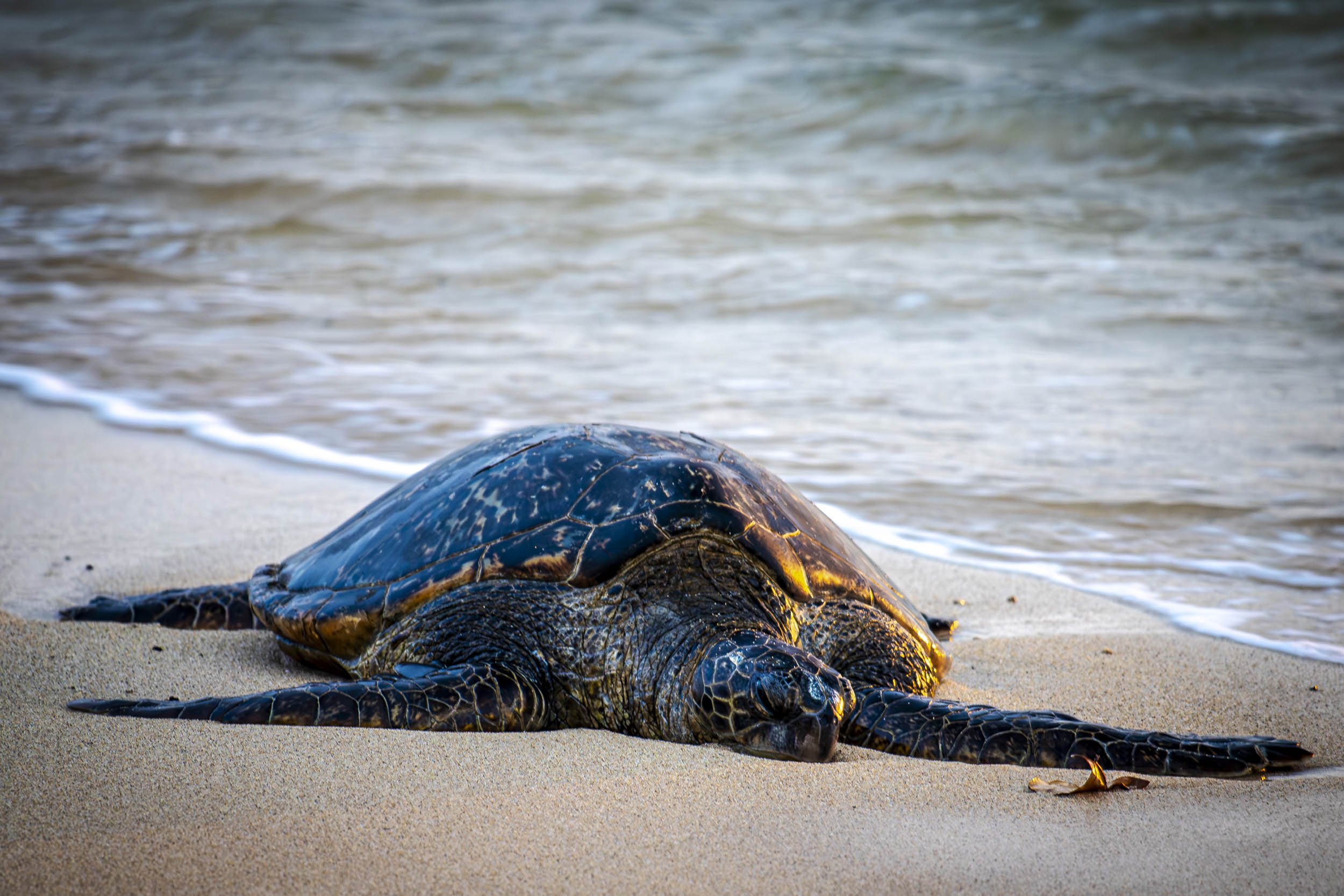 Turtle on the beach-260417.jpg