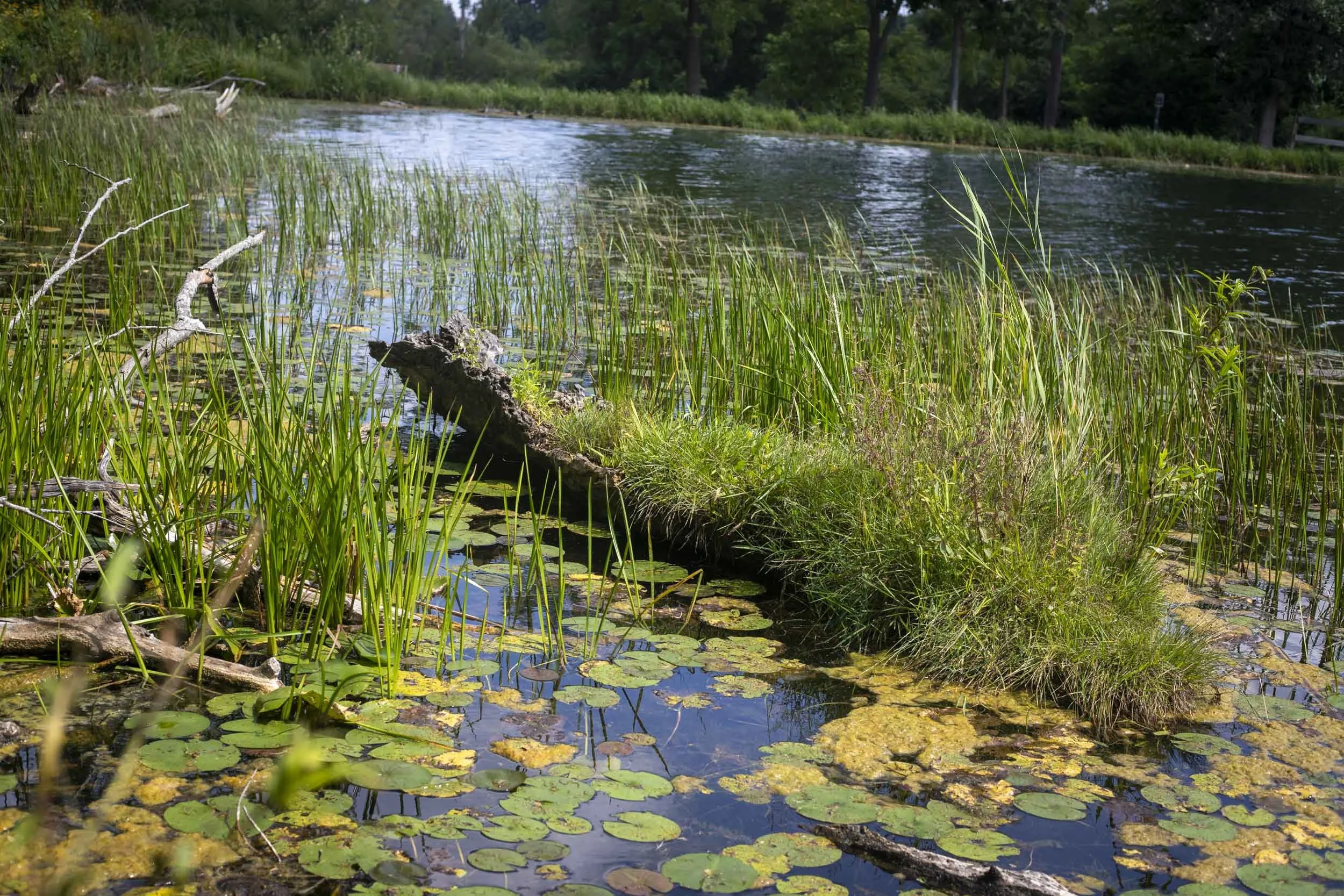 Emergent Plants and Lily Pads-260823.jpg