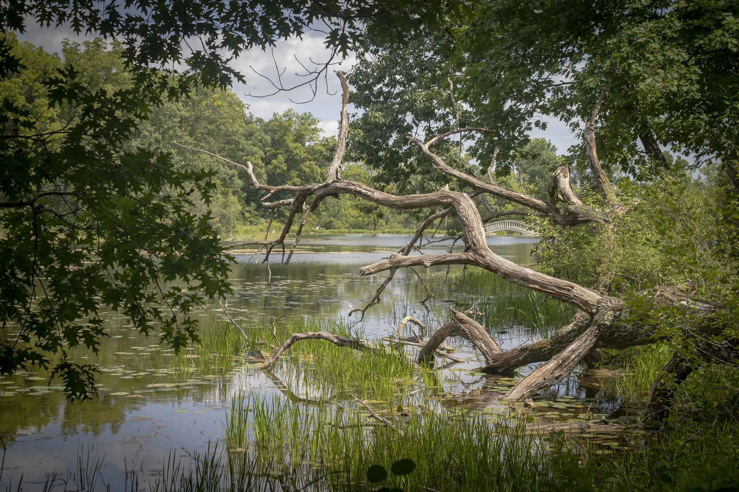 Branches Framing the Pond-260823.jpg