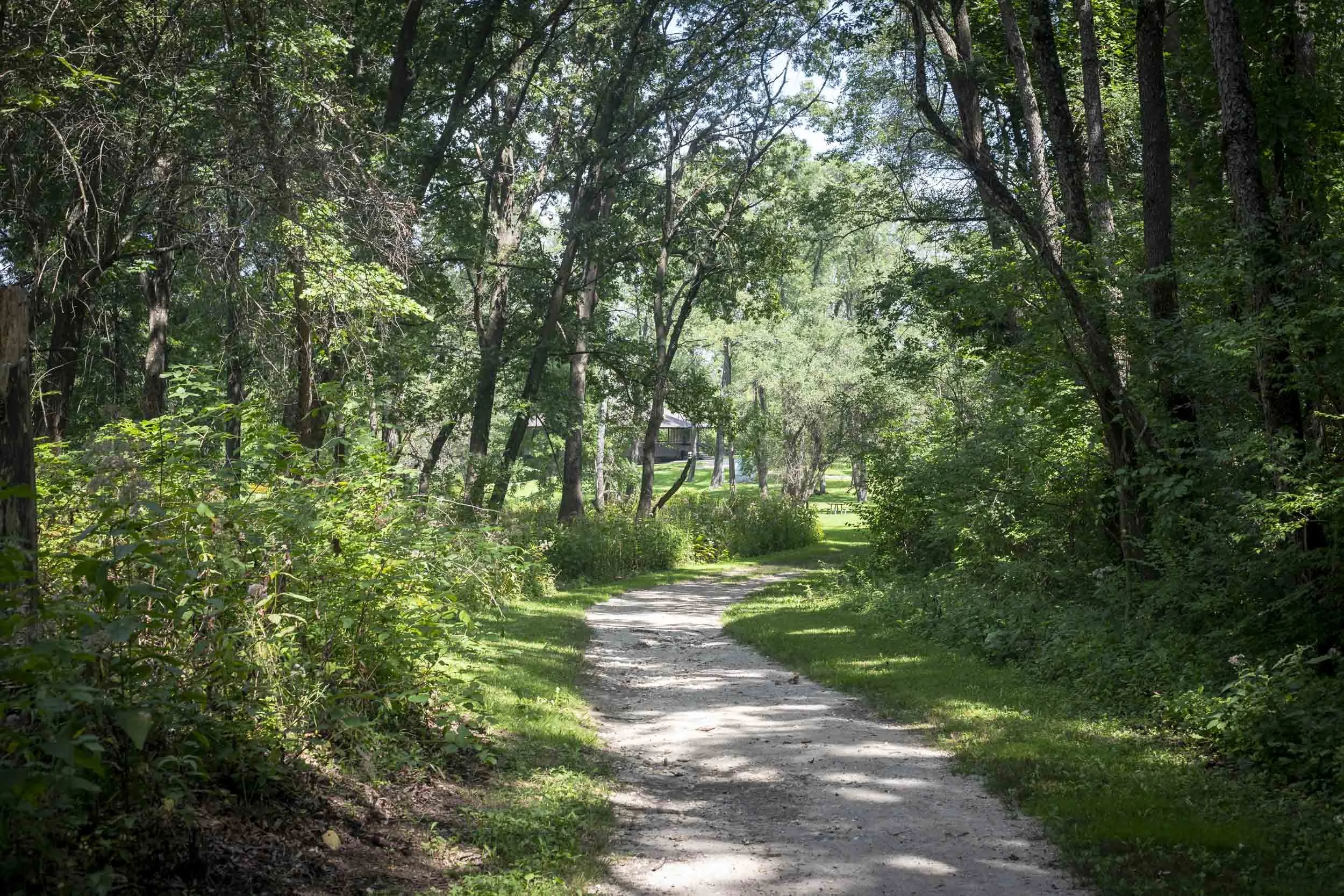 A pale, gently curving path passes through dense woodland toward a sunlit clearing. Overhead branches create a natural canopy, while patches of light and shadow add depth and guide the eye through the scene.
