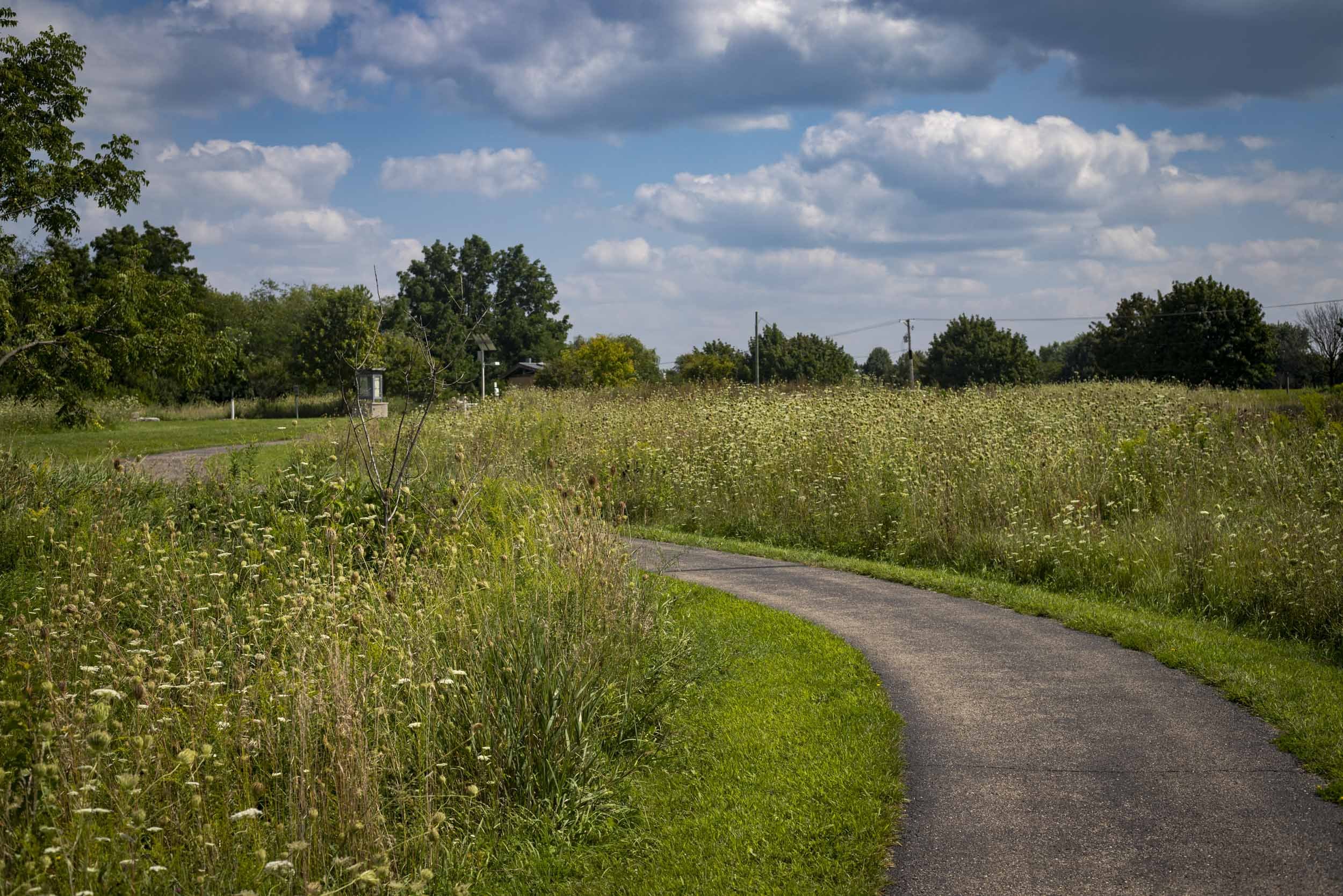 A gently curving paved path leads through a broad meadow of tall grasses and delicate white wildflowers. Mature trees frame the open landscape, while a small cluster of buildings and utility lines sits quietly in the distance. Soft daylight and layer