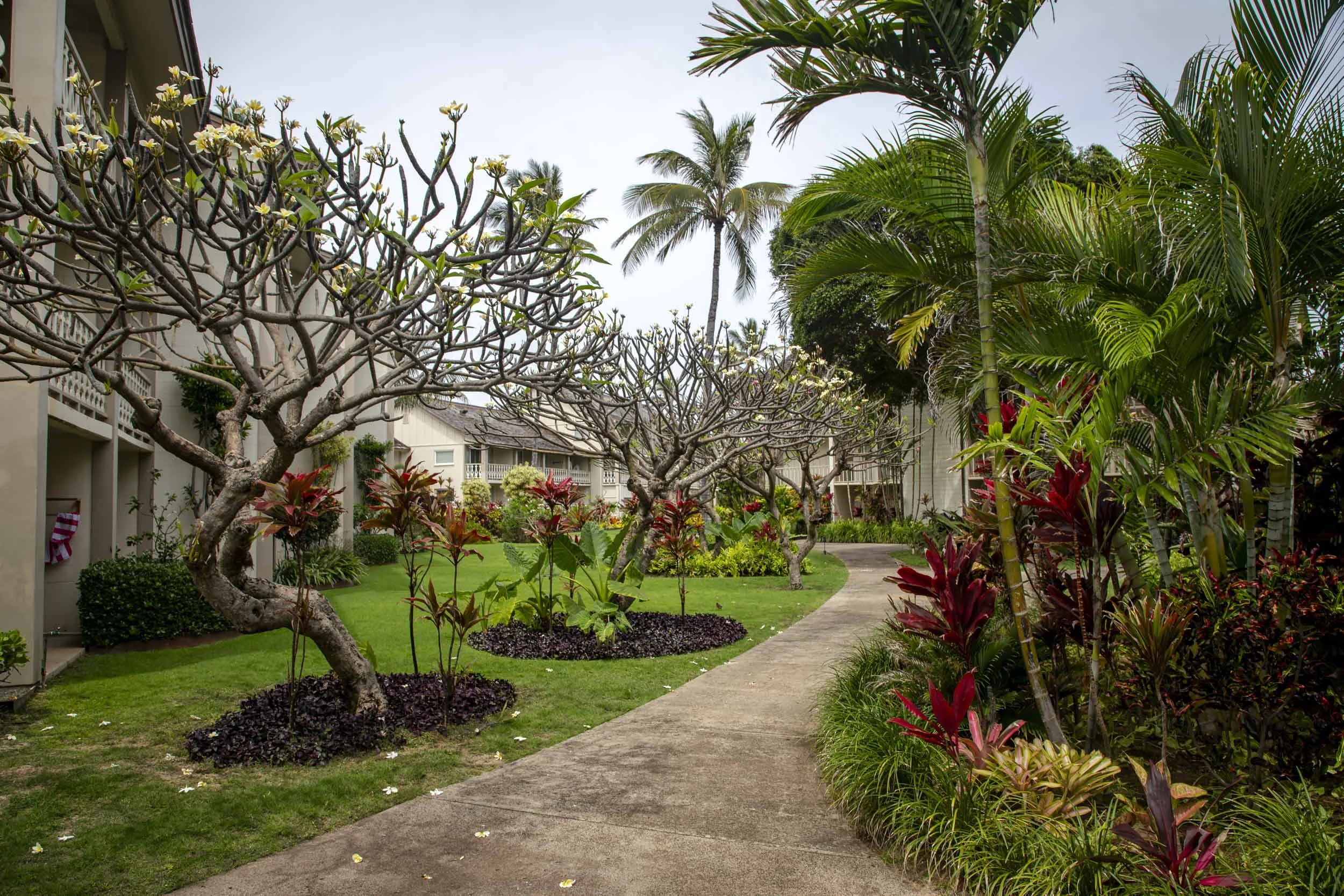 The image depicts a lush tropical garden with winding pathways, vibrant foliage, and peacocks roaming freely. This scene is from Smith's Tropical Paradise, a 30-acre botanical and cultural garden located within the Wailua Marina State Park on Kauai's