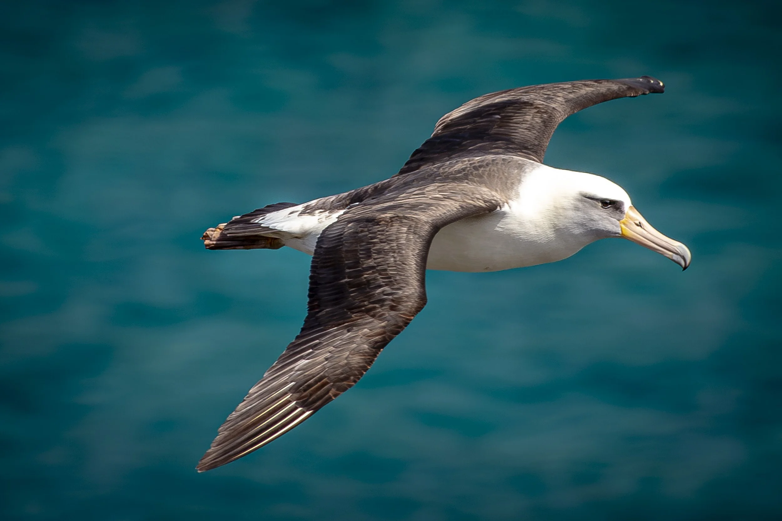An albatross glides gracefully over the deep blue ocean, wings fully extended in flight. 