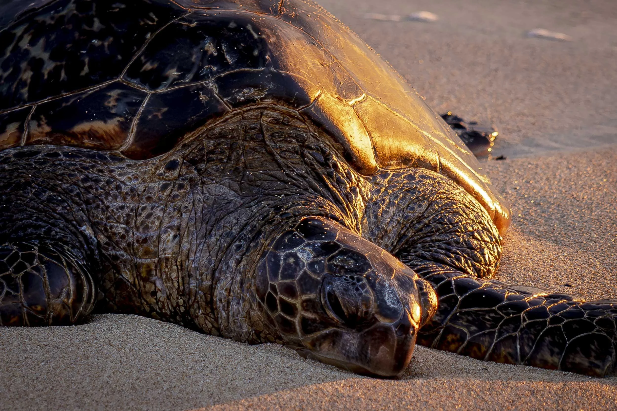 Turtle Detail-260417.jpg