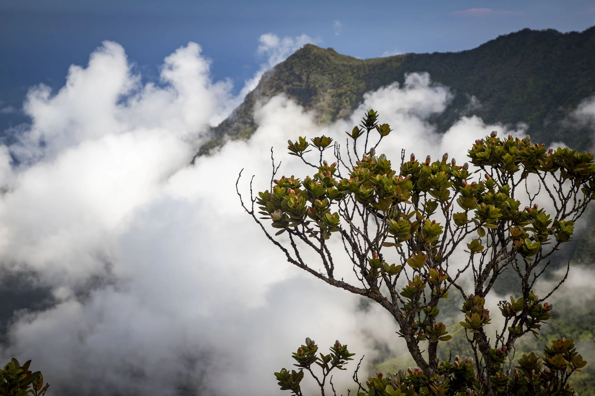 The image depicts a foggy scene in Waimea, Hawaii, showcasing lush greenery and misty conditions characteristic of the region's climate. 