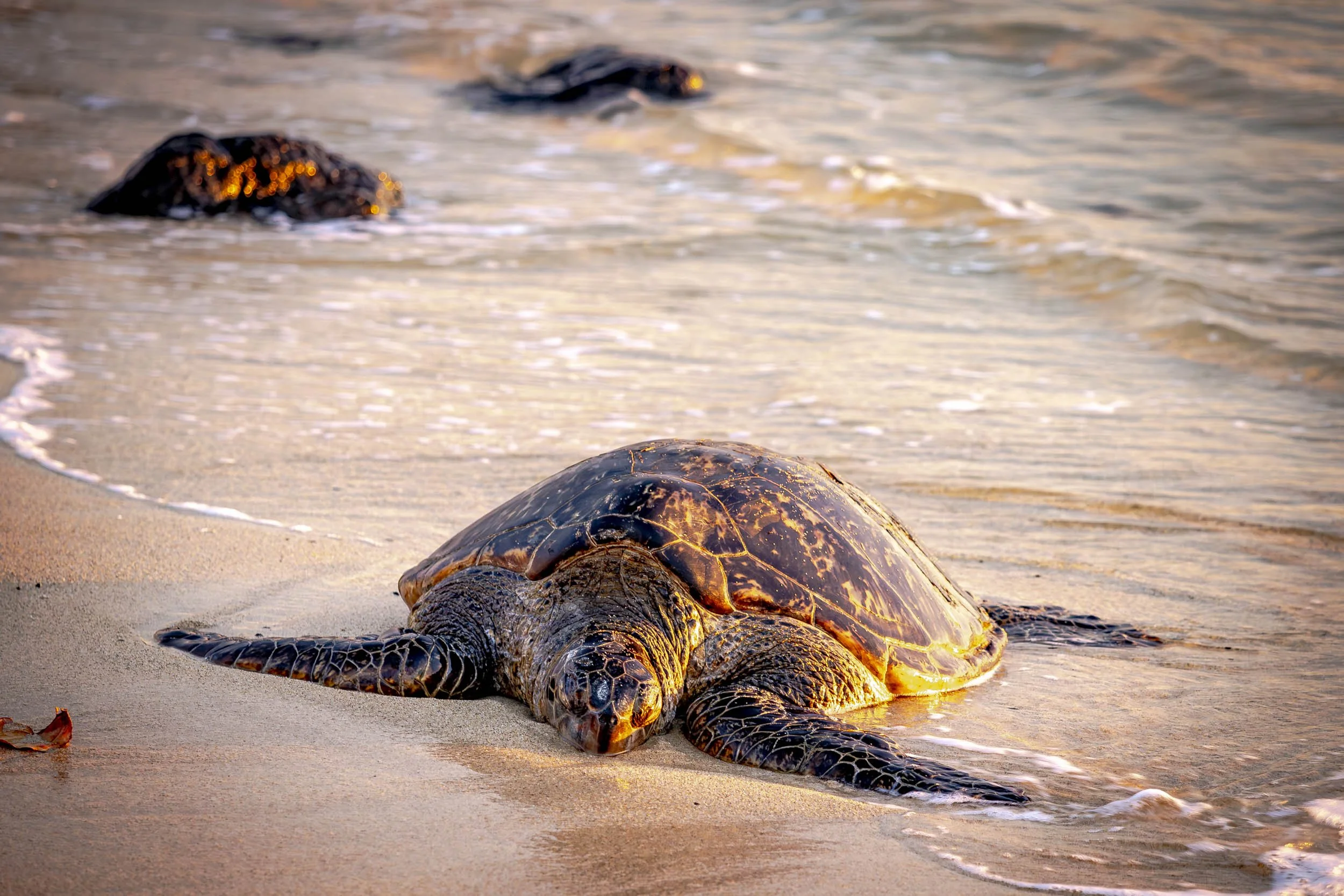 A sea turtle rests on a sandy beach near ocean waves, surrounded by rocks. Poipu Beach, Kauai.
