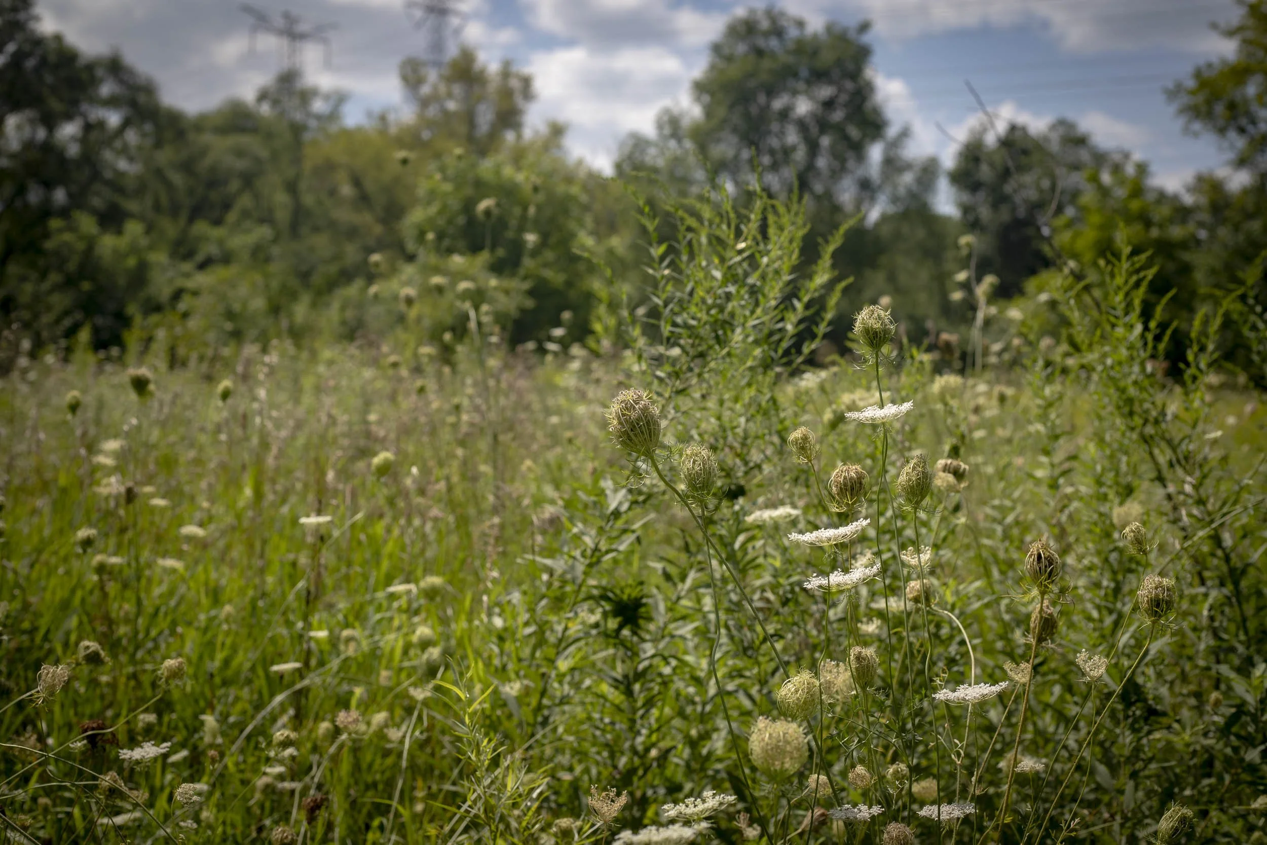 Native Meadow Vegetation-260823.jpg