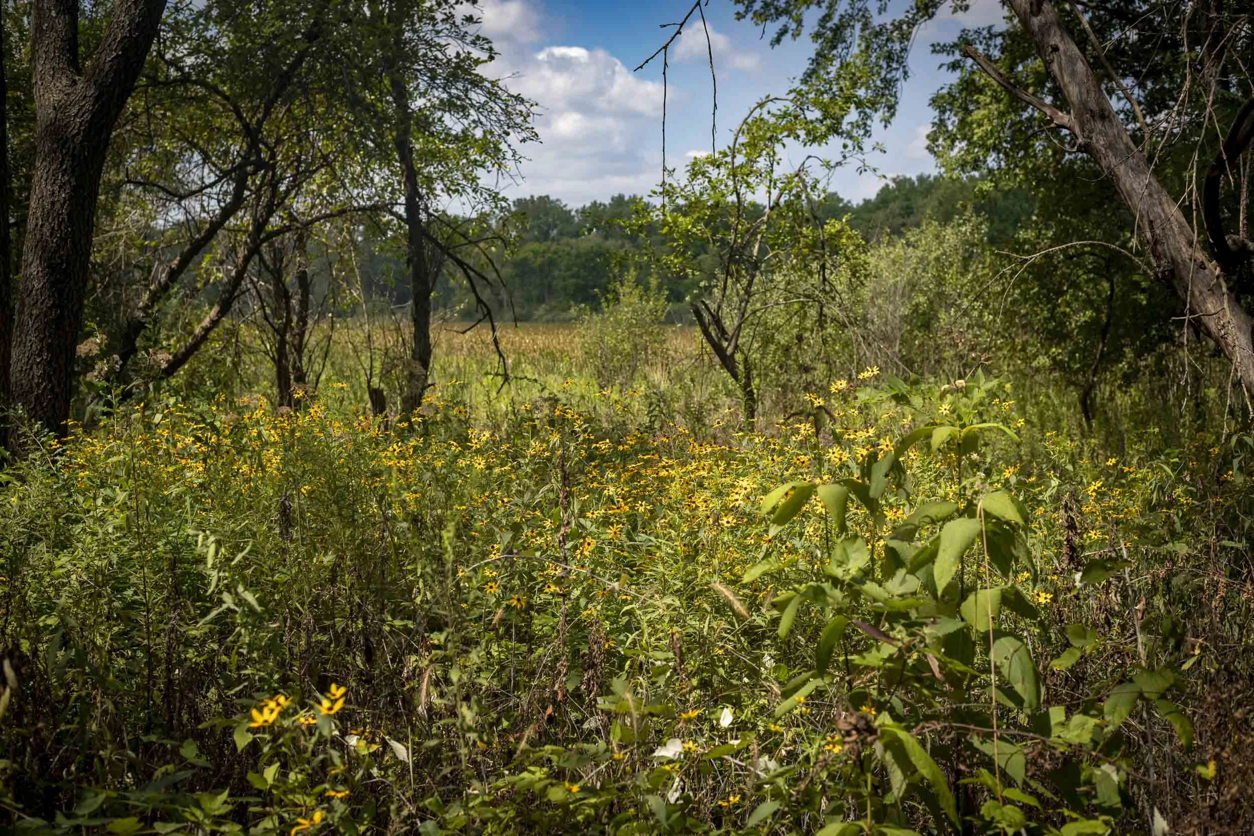 Yellow wildflowers occupy a sunny opening beneath and between mature trees. Shrubs, grasses, and herbaceous plants create a layered understory, with the brighter meadow vegetation contrasting against the shaded woodland edges.