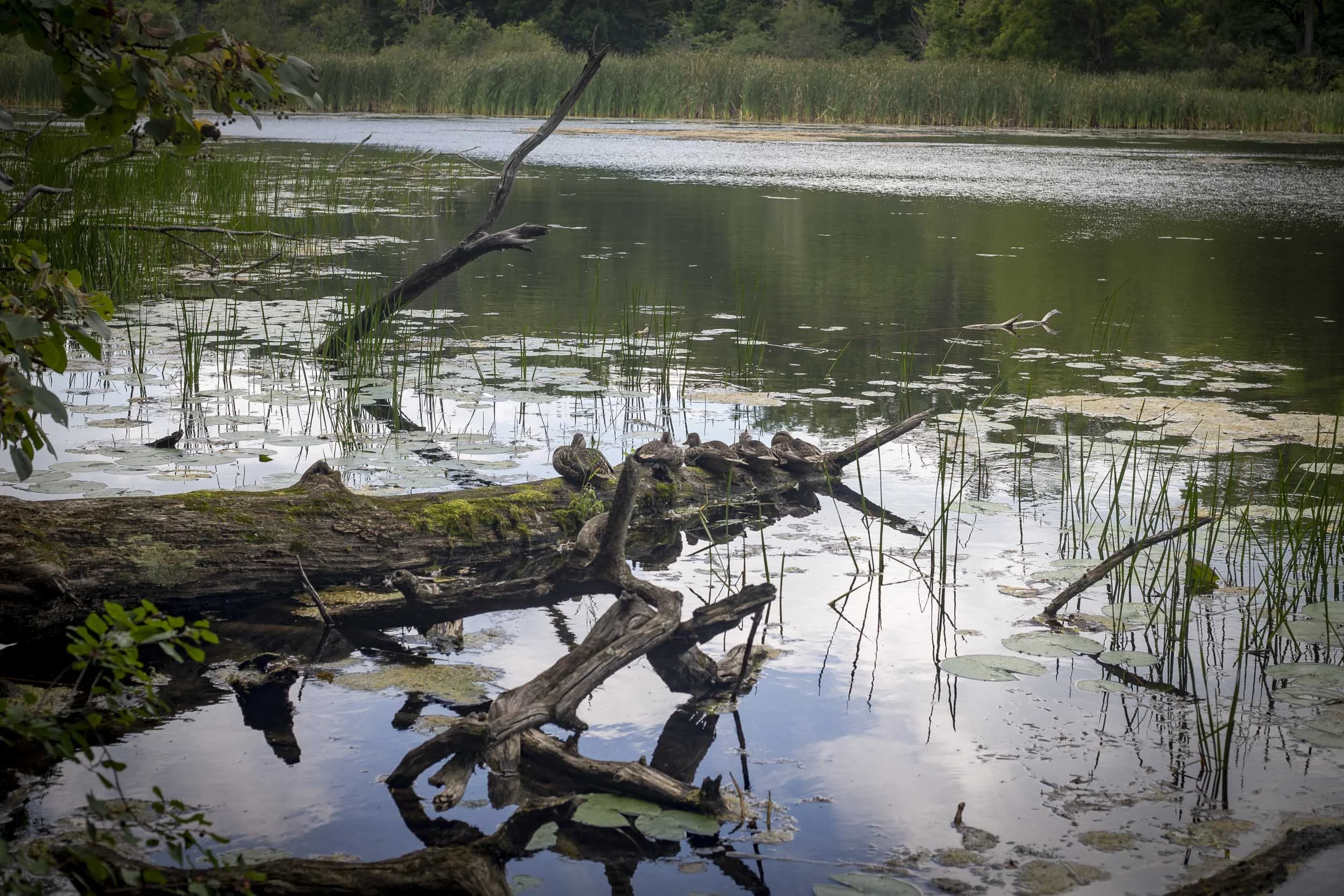 A tranquil pond is bordered by reeds, cattails, and dense woodland. Lily pads and emergent grasses punctuate the reflective water, while weathered fallen branches create sculptural shapes across the foreground. A large moss-covered log extends from t