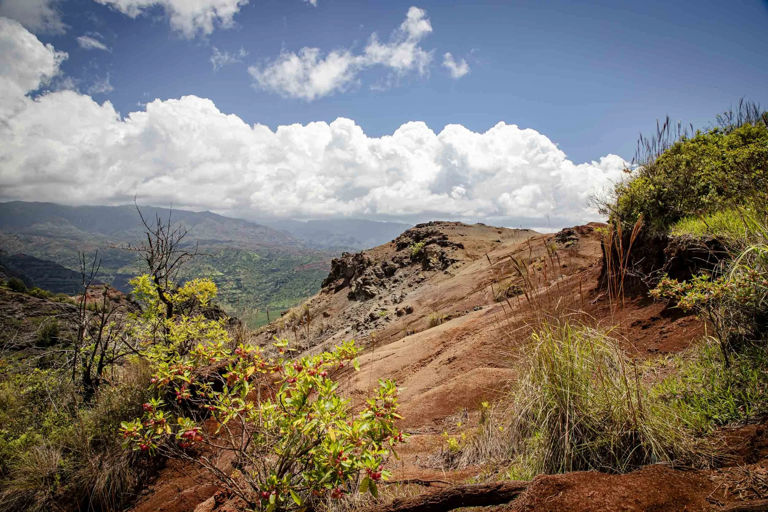 Ridge Bush-260416.jpg