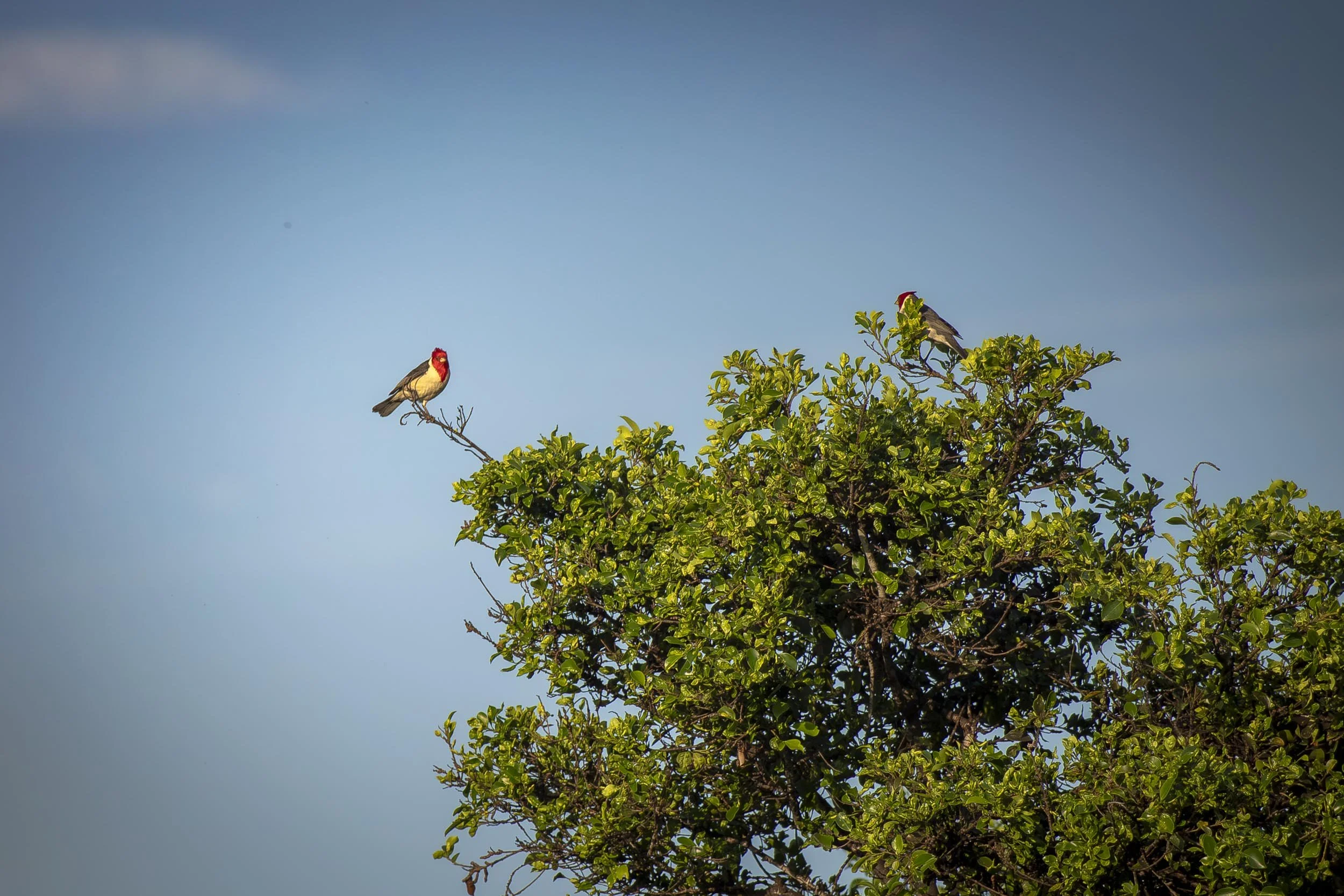The image depicts a Red-crested Cardinal (Paroaria coronata), a medium-sized bird native to South America, including Brazil, Argentina, Paraguay, Uruguay, and Bolivia. It inhabits semi-open areas with shrubs and trees, often near water bodies. Poipu,