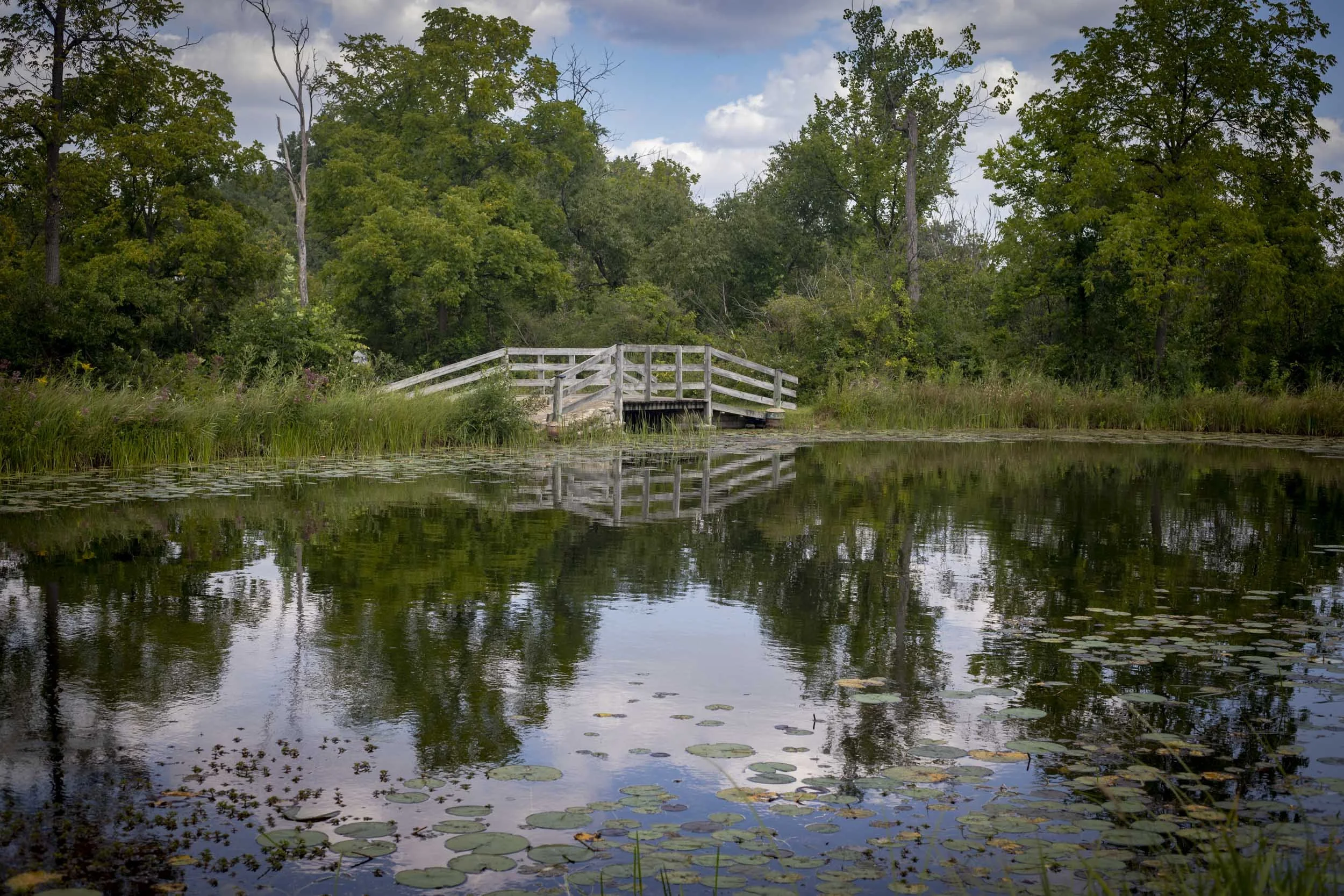 A weathered wooden footbridge spans a narrow section of the pond and is mirrored in the still surface below. Lily pads, shoreline grasses, and dense trees frame the structure in a balanced, tranquil composition.