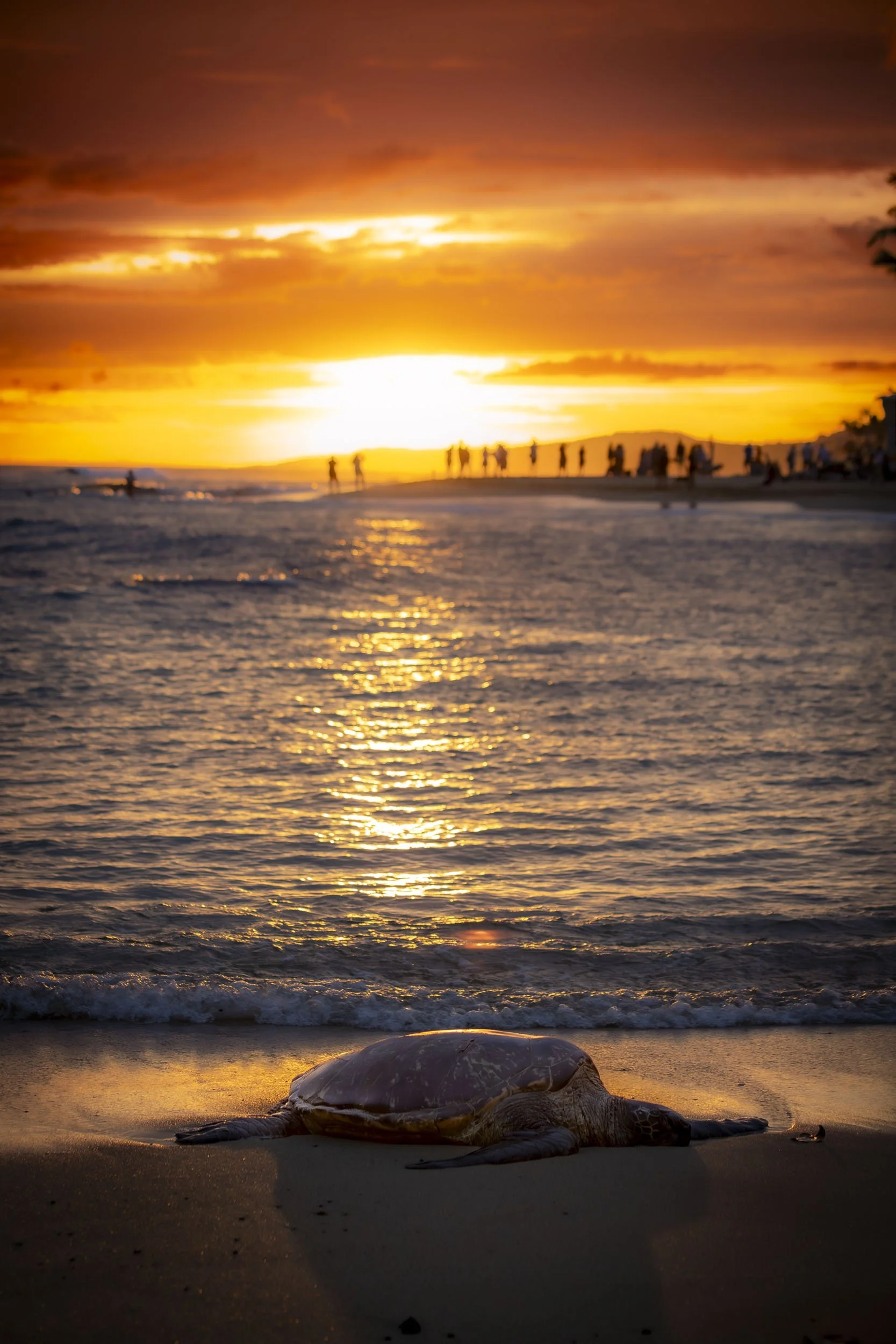 Turtle Sunset-260417.jpg