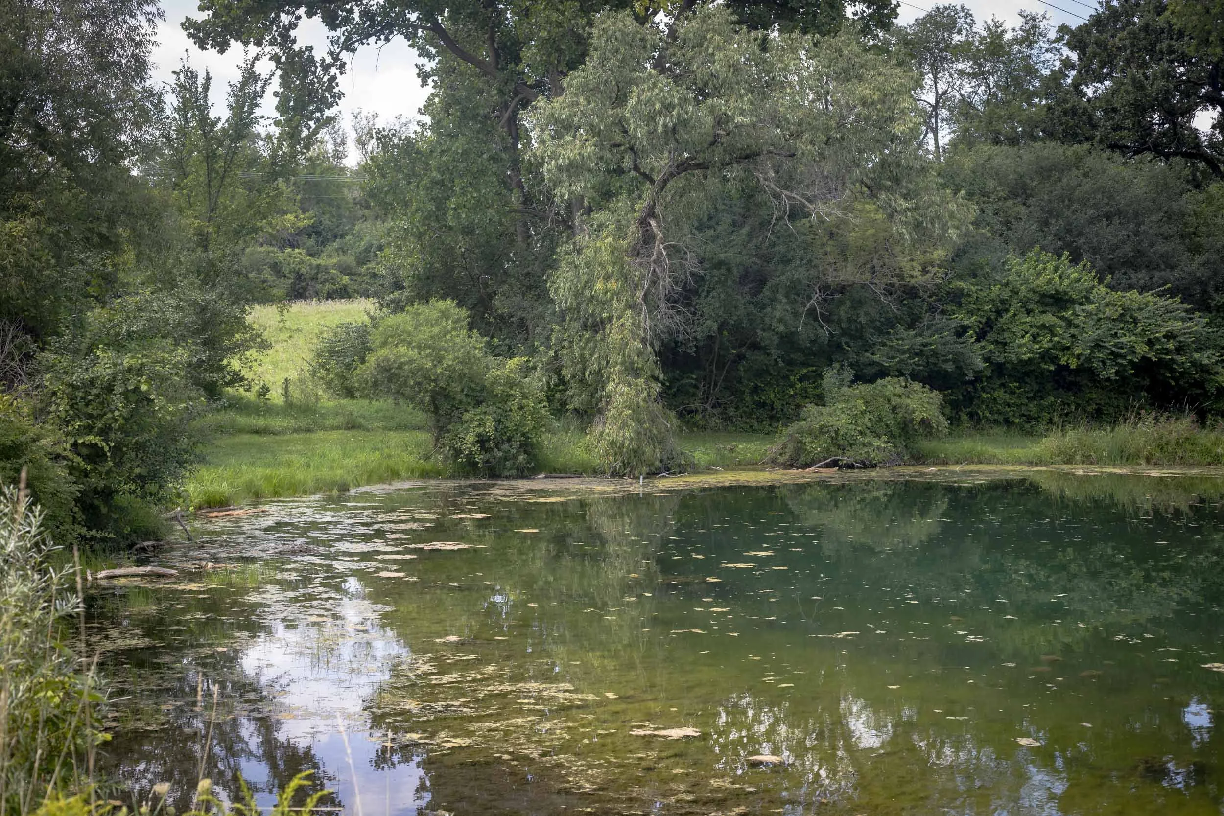 A small pond is bordered by dense trees, shrubs, and emergent vegetation. Floating plant material is visible across portions of the water surface, while a grassy opening and overhanging branches create a sheltered, natural shoreline.