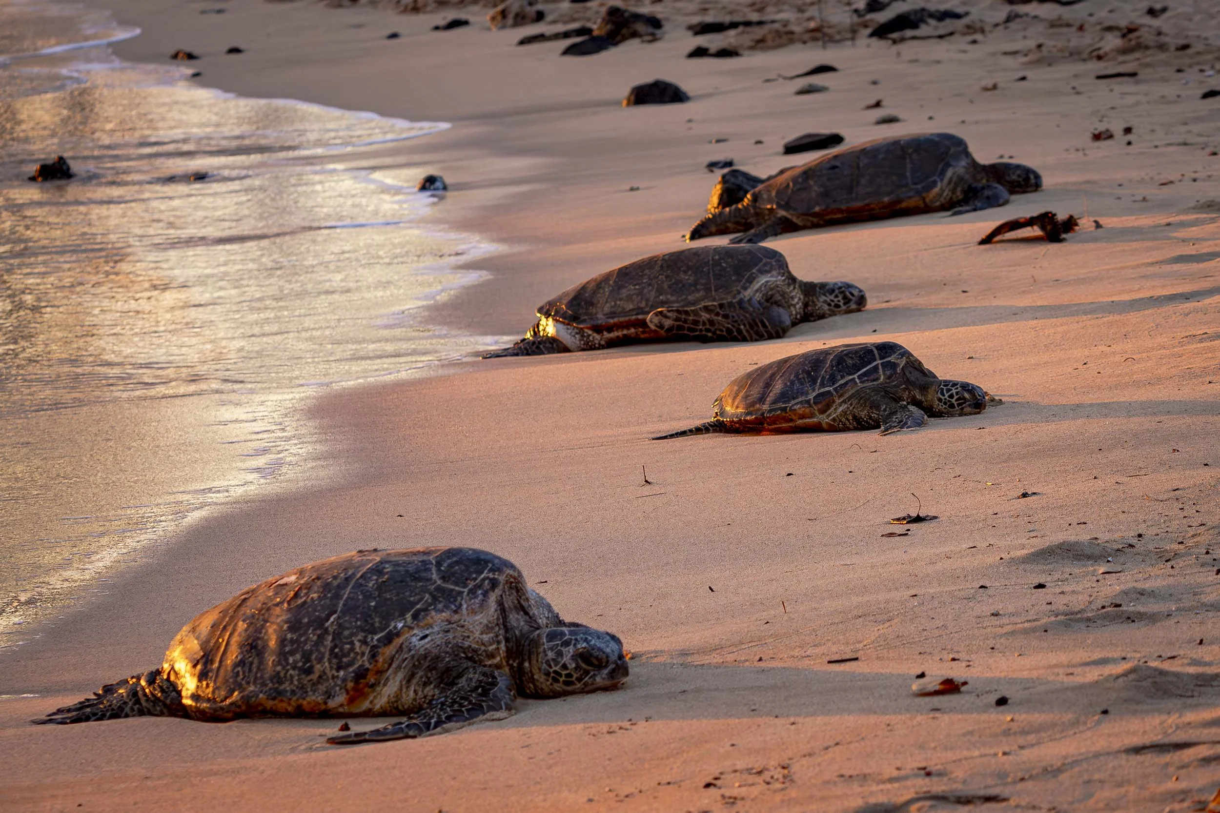 The image depicts a group of sea turtles resting on a sandy beach near the ocean. Poipu Beach, Kauai.