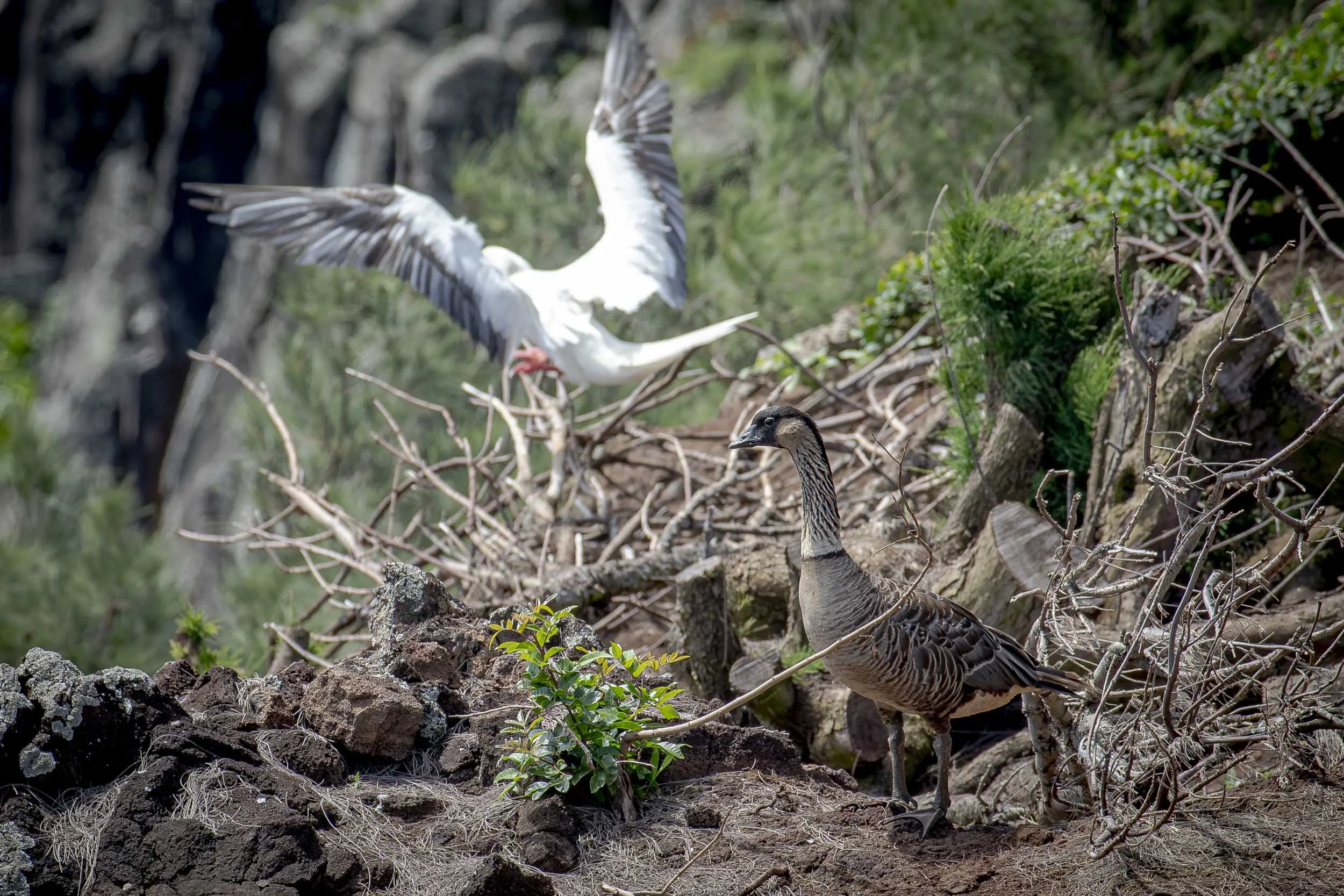 A nene stands on rocky terrain as a white seabird lands in the background. Location: Hawaii.