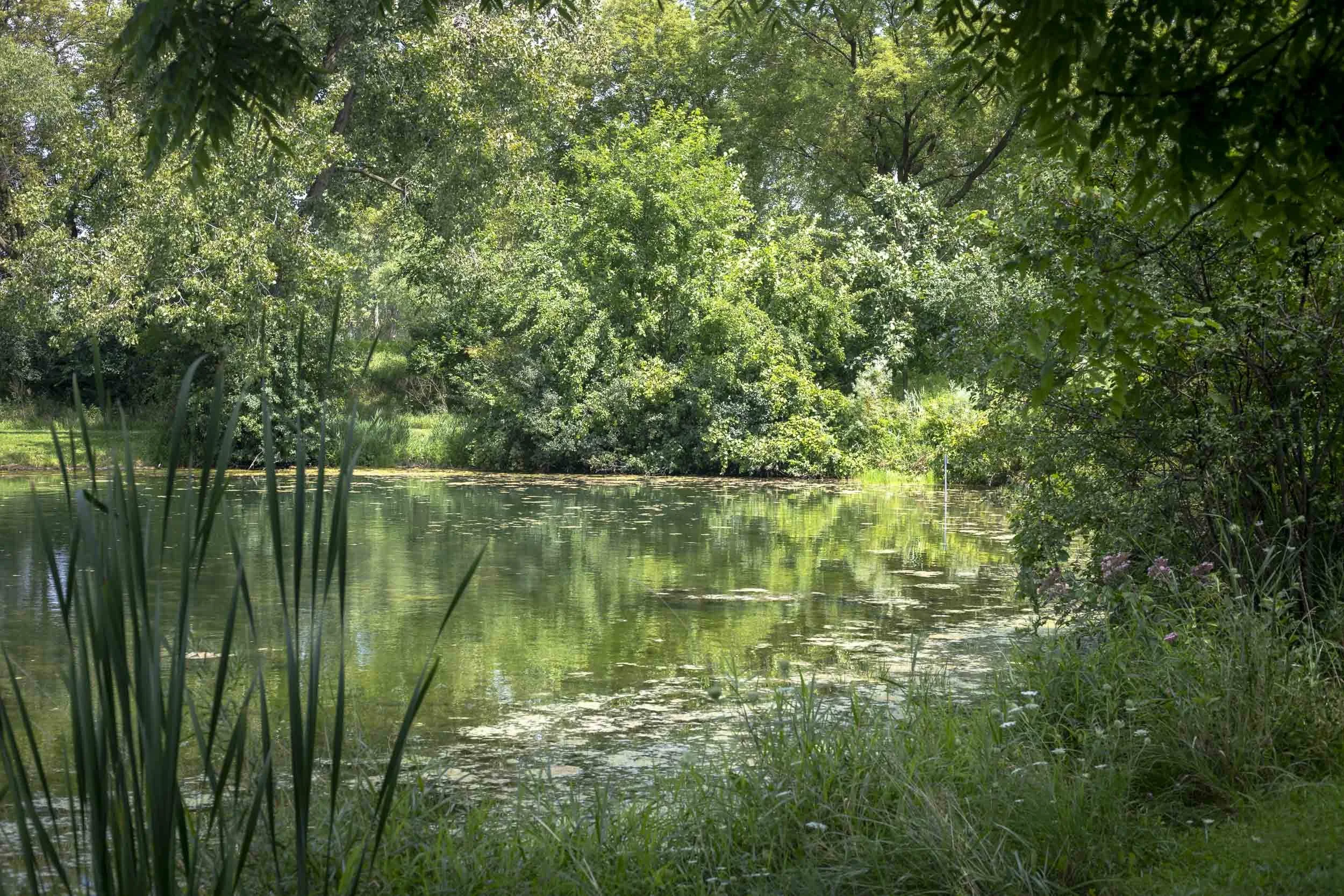 Tall emergent plants frame a shaded section of the pond beneath overhanging trees. Patches of floating vegetation extend across the water, and the dense shoreline growth provides a visually enclosed habitat with multiple layers of cover.
