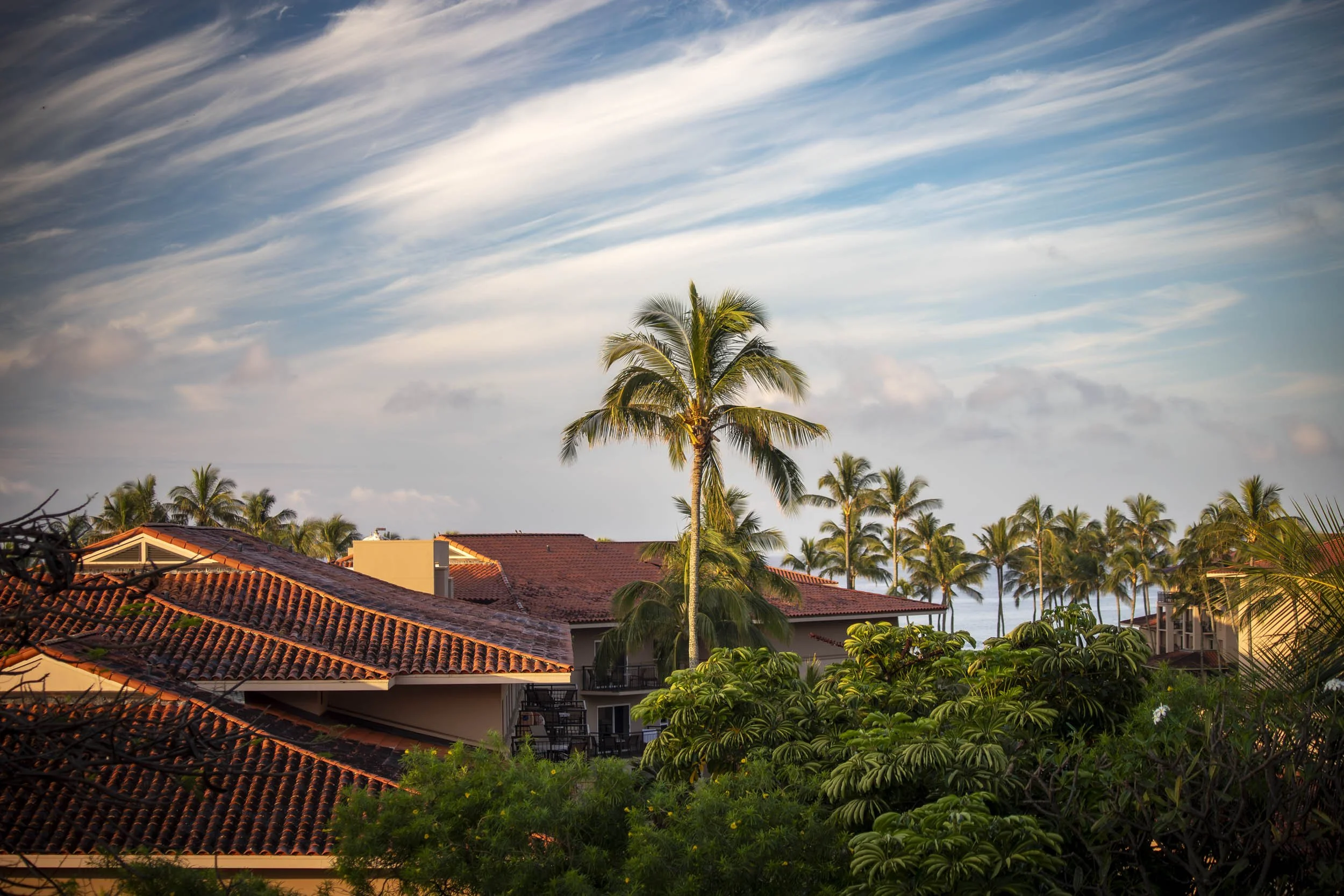 Morning Palm Tree-260416.jpg