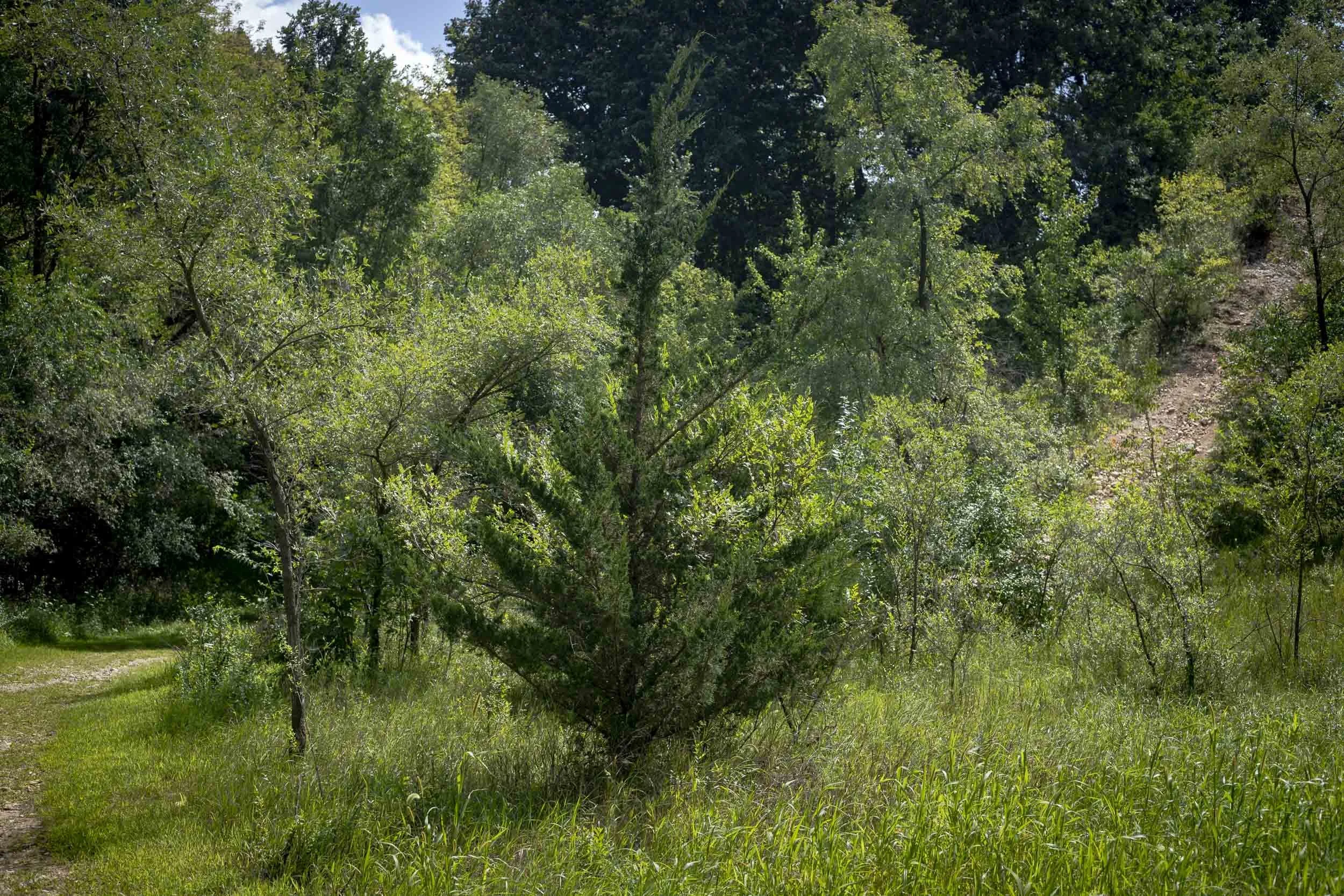 A sunlit opening at the edge of a wooded area contains grasses, shrubs, and young trees of varied height. The layered vegetation illustrates natural succession between the maintained ground cover in the foreground and the mature canopy beyond.