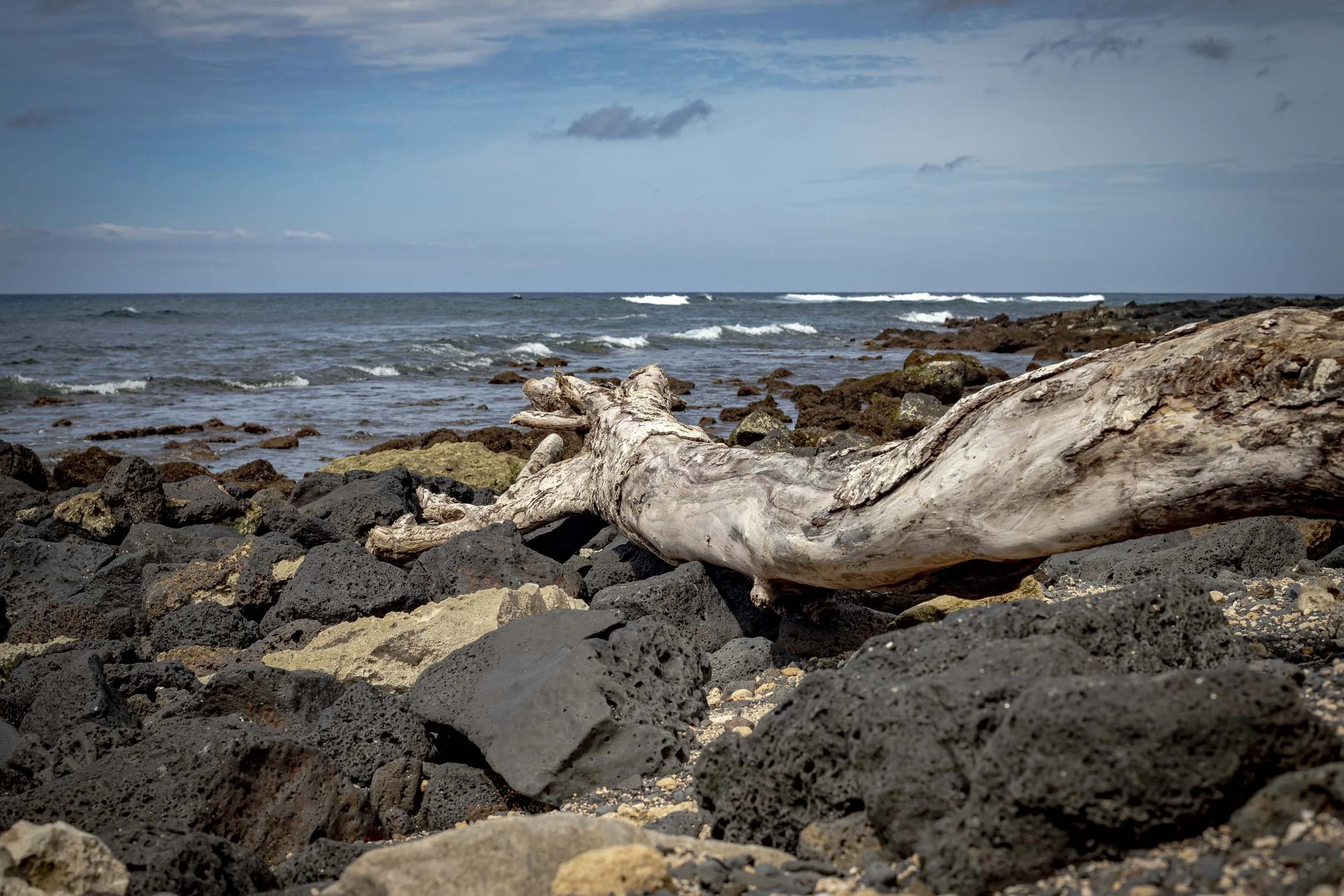 The image depicts a fallen tree trunk surrounded by lava rocks, likely at Lava Tree State Monument in Pāhoa, Hawaii. This park features lava molds of ancient trees formed by a 1790 eruption. 