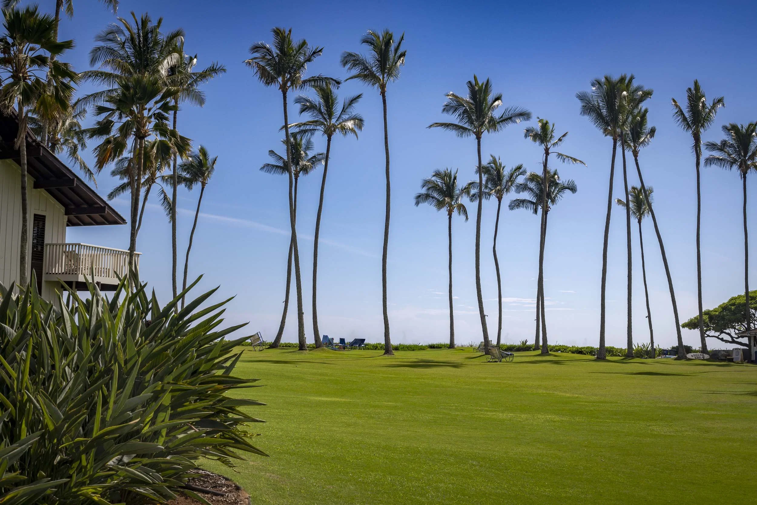 Tall palm trees sway over a lush green lawn with a beachside view under a clear blue sky. Location: Castle Kiahuna Plantation, Kauai.