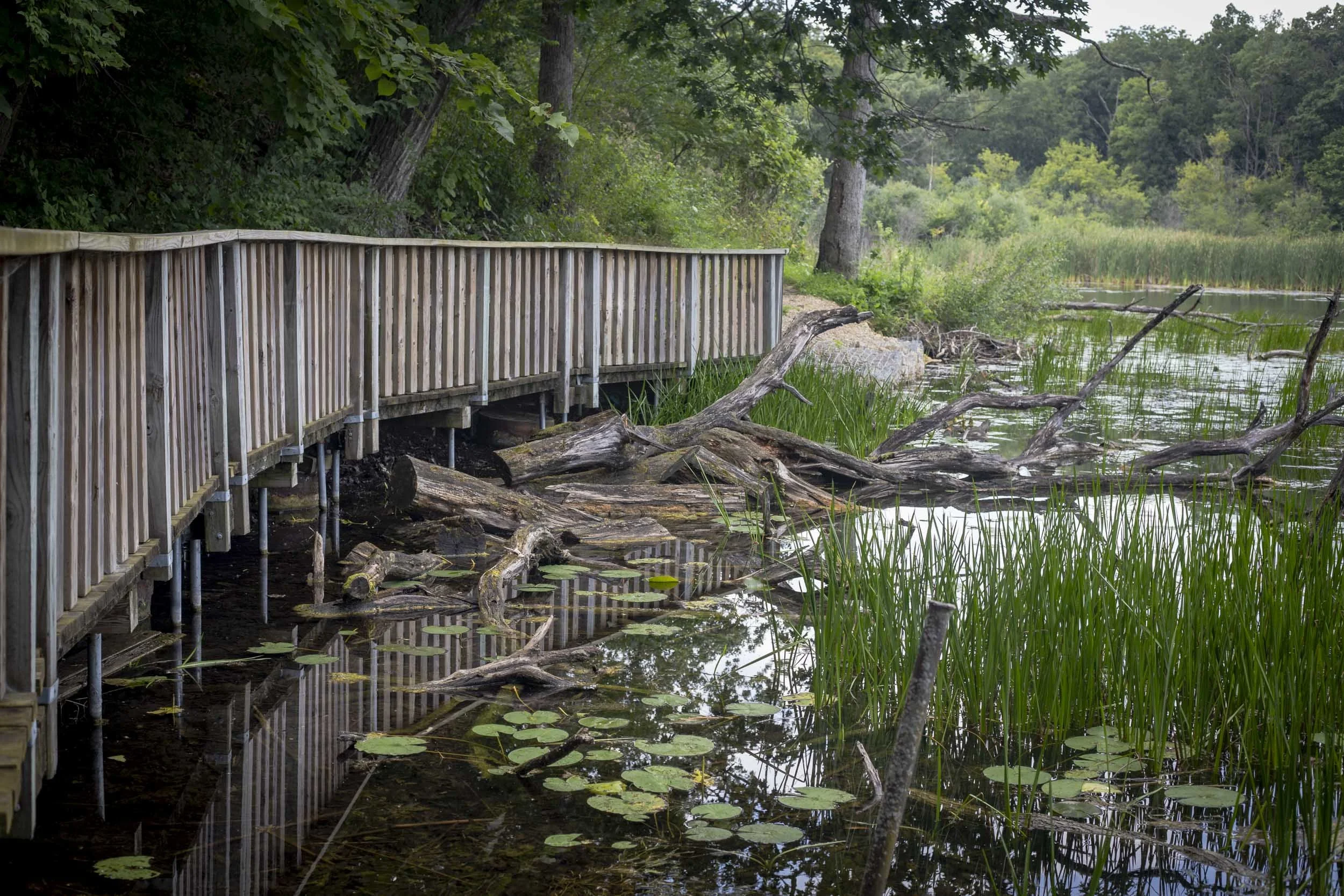 A wooden boardwalk curves along the edge of a wetland, guiding visitors between a shaded woodland slope and the shallow pond. Its repeating vertical railings are mirrored in the dark water below, where lily pads, reeds, and fallen timber fill the nea