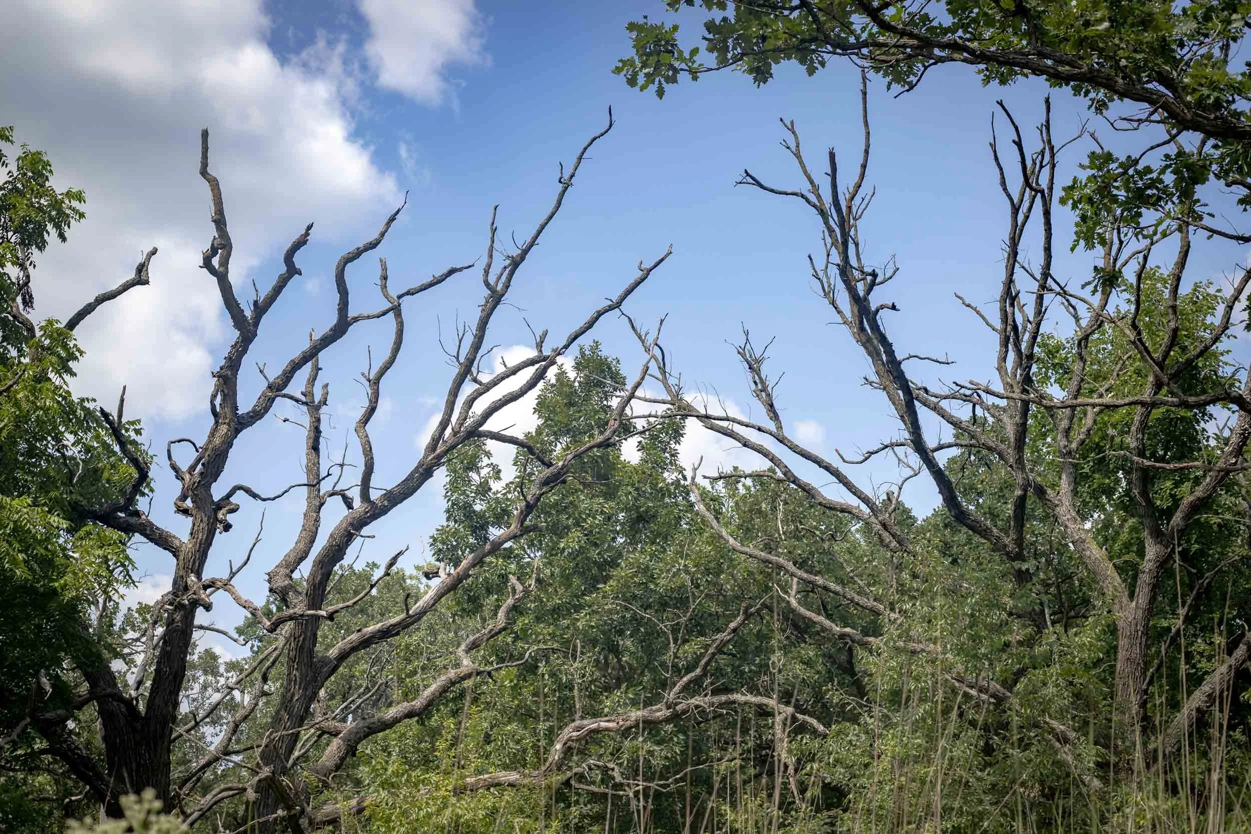 A network of bare, weathered branches reaches into a bright blue sky, framed by dense green foliage. The contrast between the dark branching forms and the open sky gives the image a strong, sculptural quality.