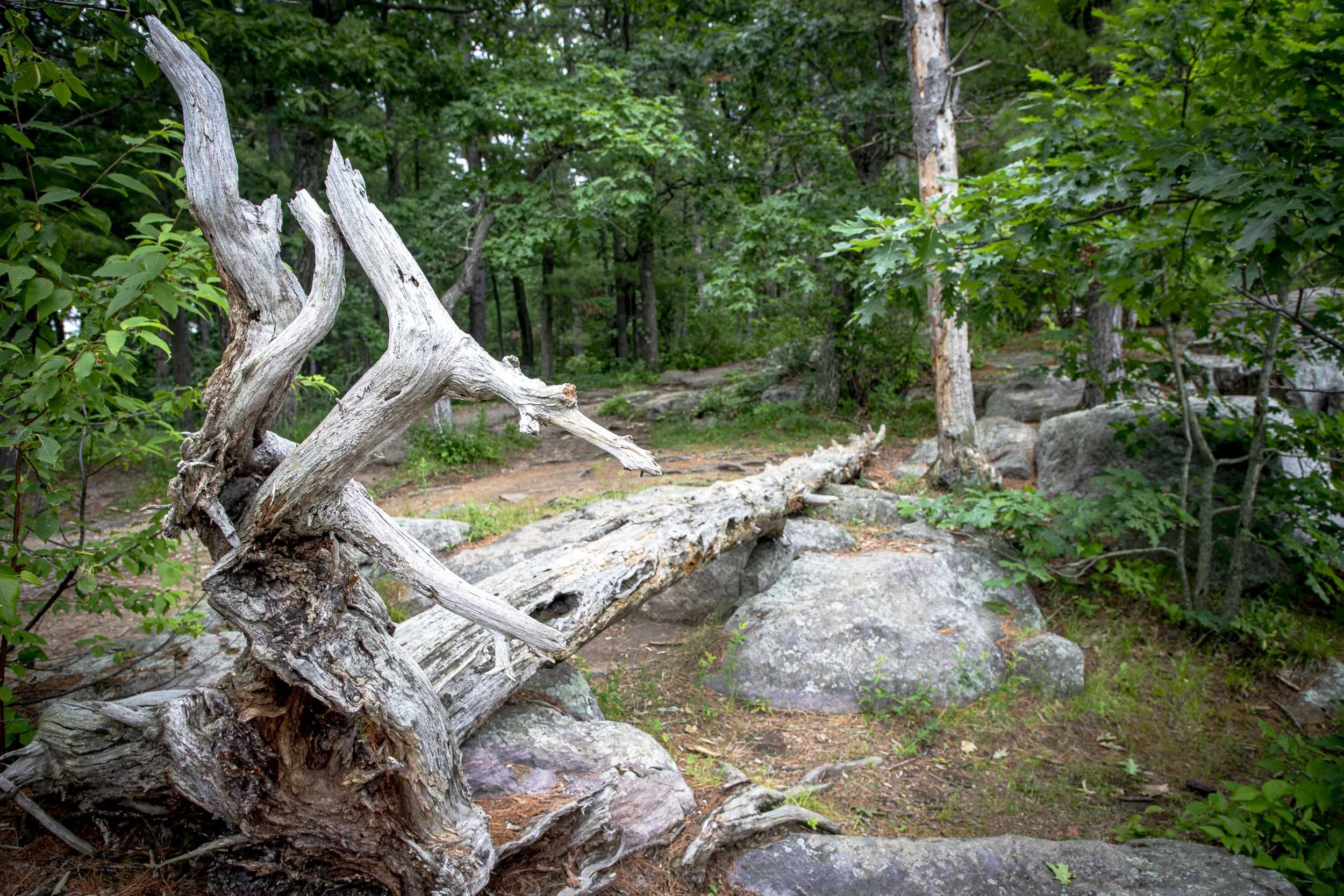A fallen old trunk on top of a rock surrounded by pine trees.