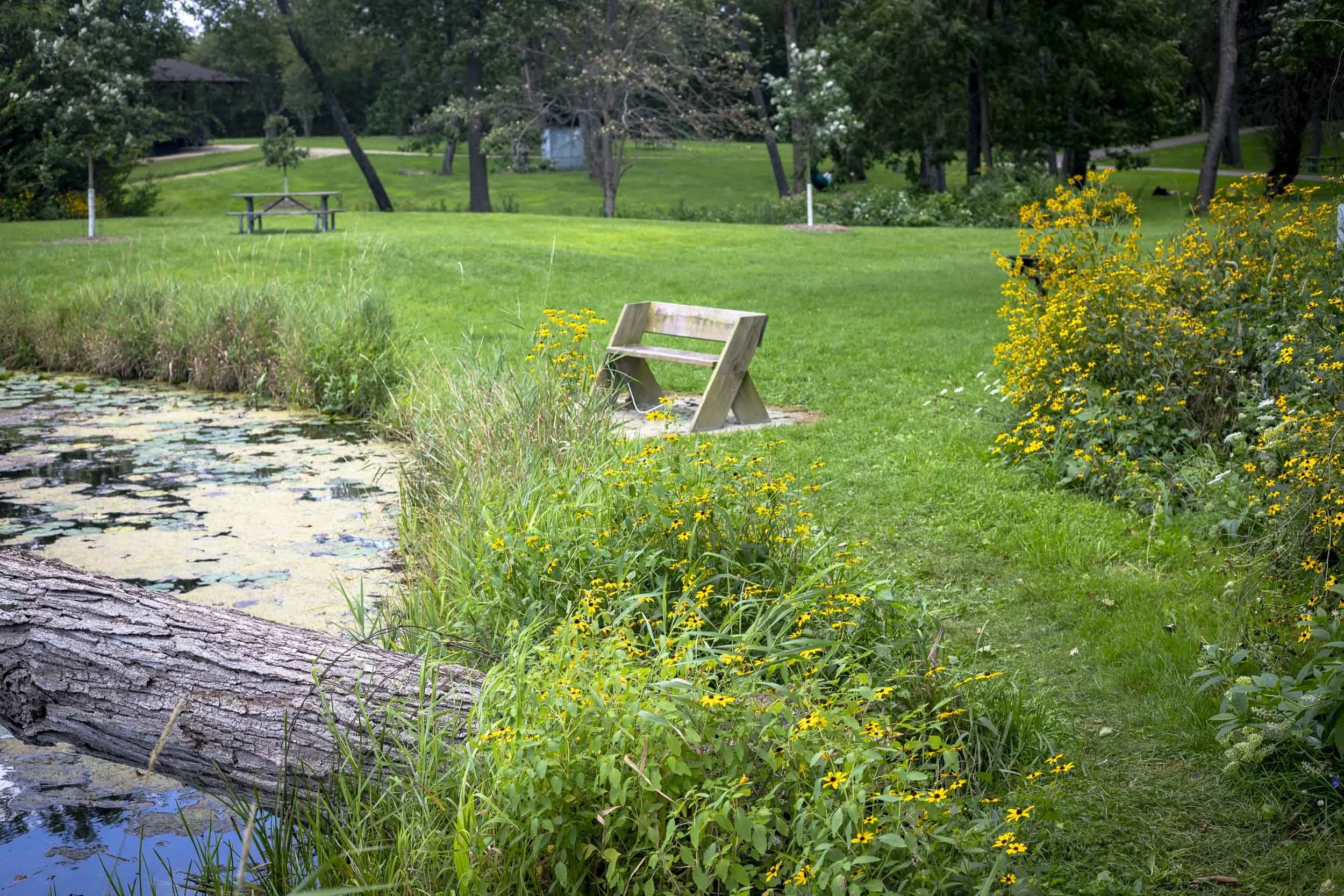 A simple wooden bench overlooks the edge of a small pond, surrounded by tall grasses and abundant yellow wildflowers. Lily pads and other aquatic growth cover portions of the water, while a fallen log rests along the near shoreline. Beyond the bench,