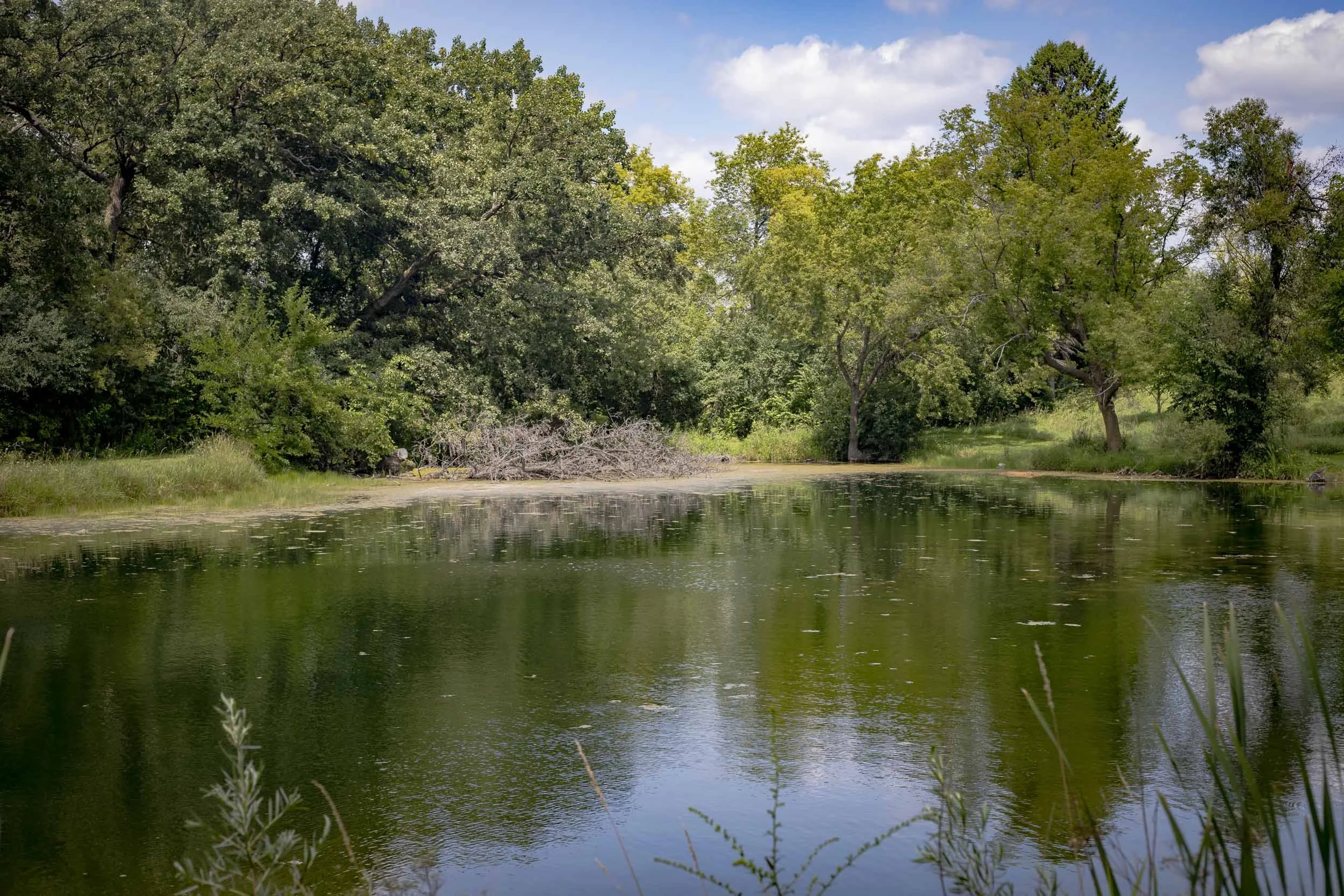 A broad view across the pond shows calm, reflective water enclosed by mature woodland. Aquatic vegetation is concentrated near the margins, and a small area of woody debris is visible along the far bank beneath the tree canopy.