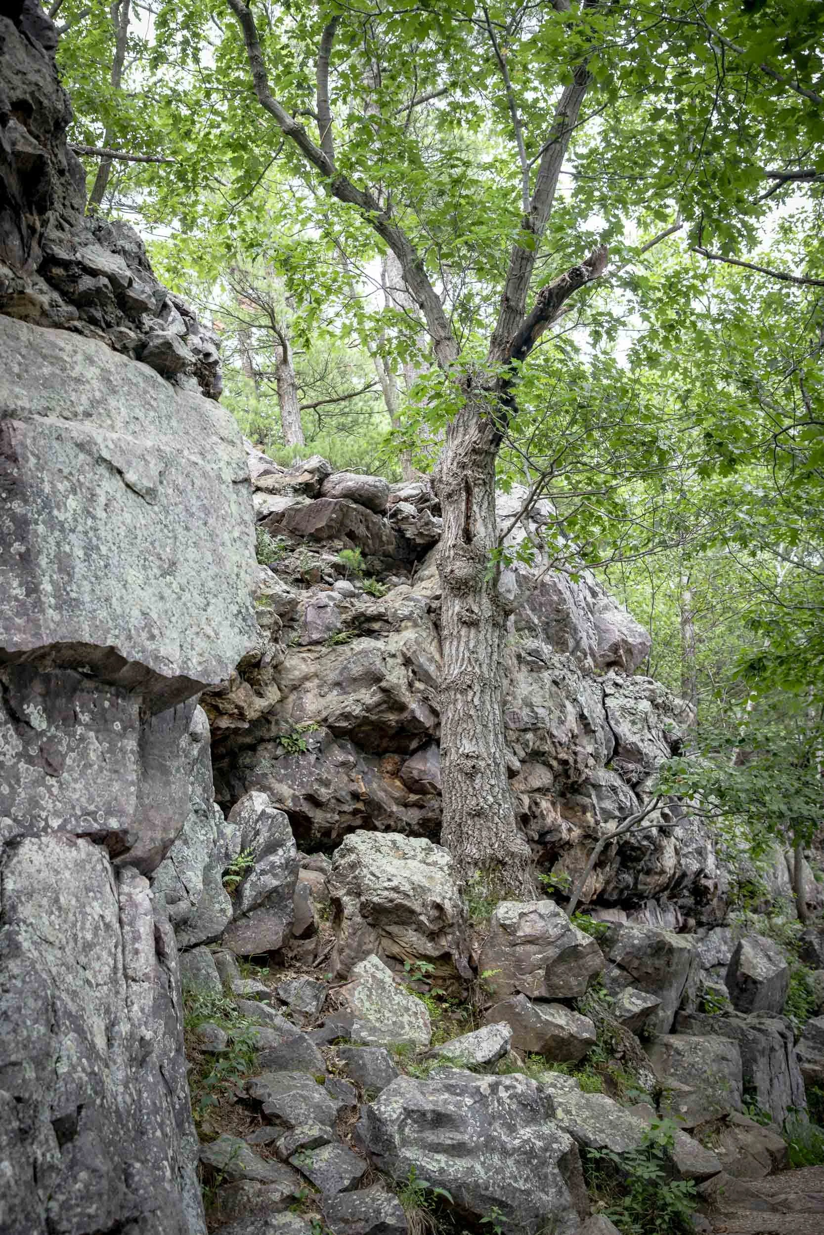 A solitary tree struggling to survive among the stones, majestically guarding the trail.