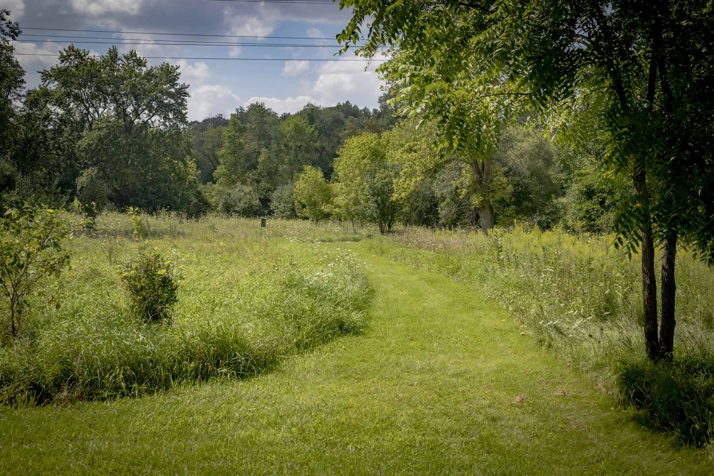 A narrow mown trail extends through a sunlit field toward a dense stand of trees. Taller meadow plants border both sides of the route, creating a soft transition between the maintained walking corridor and the more natural vegetation beyond. Overhang