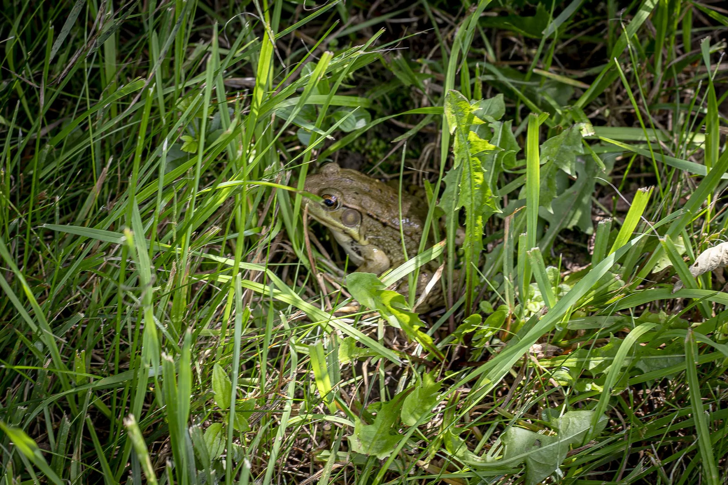 A close view of the ground layer documents mixed grasses, narrow-leaved plants, and low herbaceous growth beneath partial shade. Leaf litter and small woody material are interspersed through the vegetation, showing the fine-scale condition of the sit