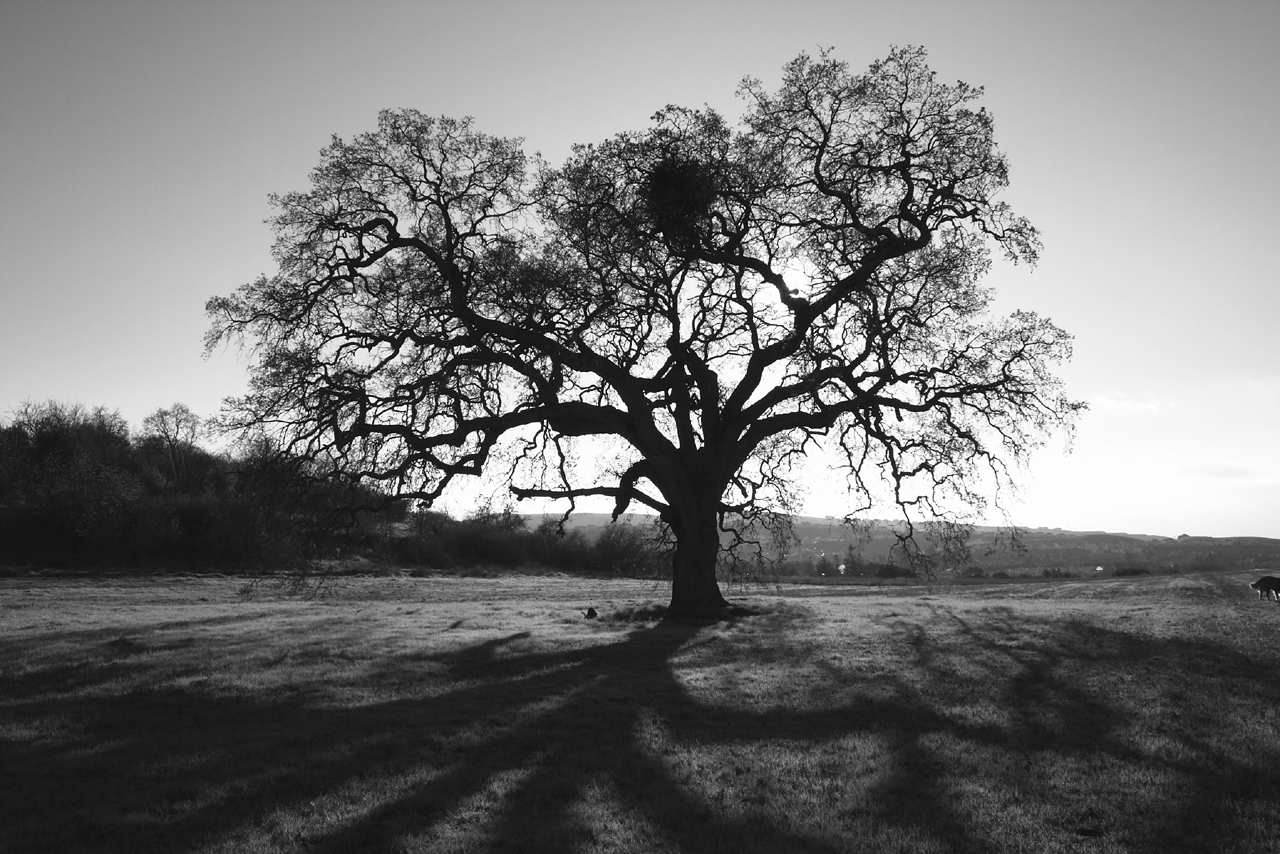 old-oak-tree.jpg