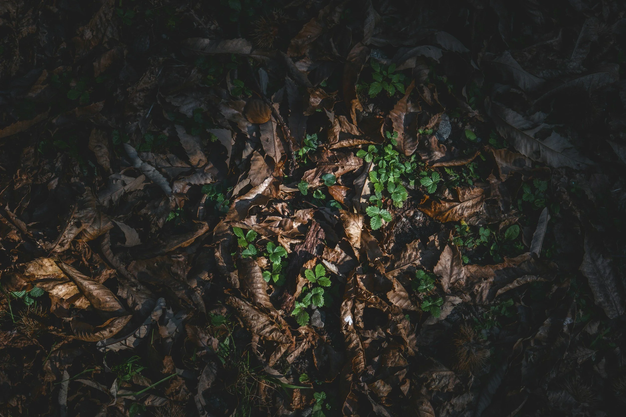 The Canopy of Scarcity
