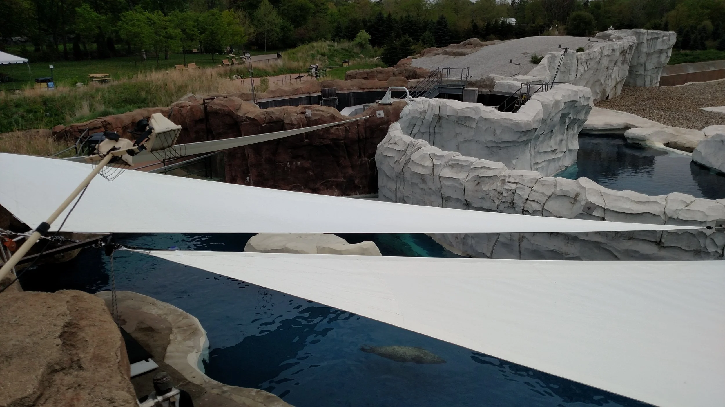 Seal swimming in an outdoor enclosure with rocky terrain and water, featuring white shade sails overhead.