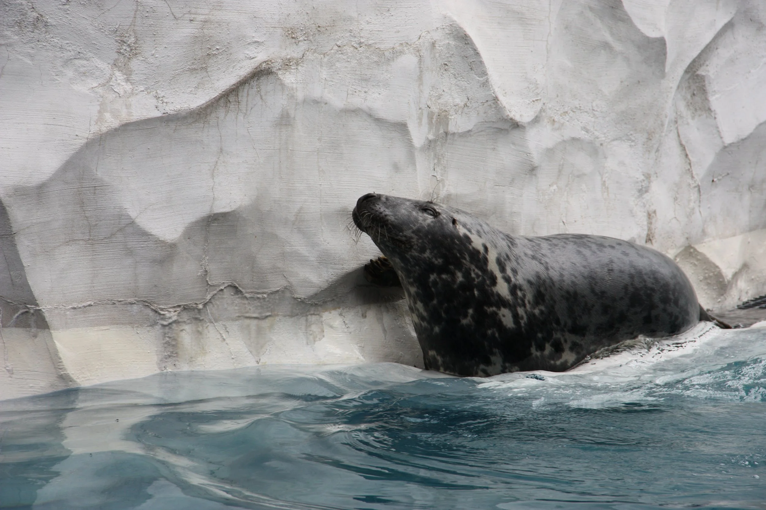 Seal resting on an icy shoreline at the edge of a body of water.