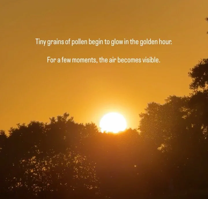 Some things are there all along. We only see them when the light is right.

Tiny grains of pollen begin to glow in the golden hour. For a few moments, you can suddenly see the air. A choreography of movement and light.

Sunlit Pollen grew from that m