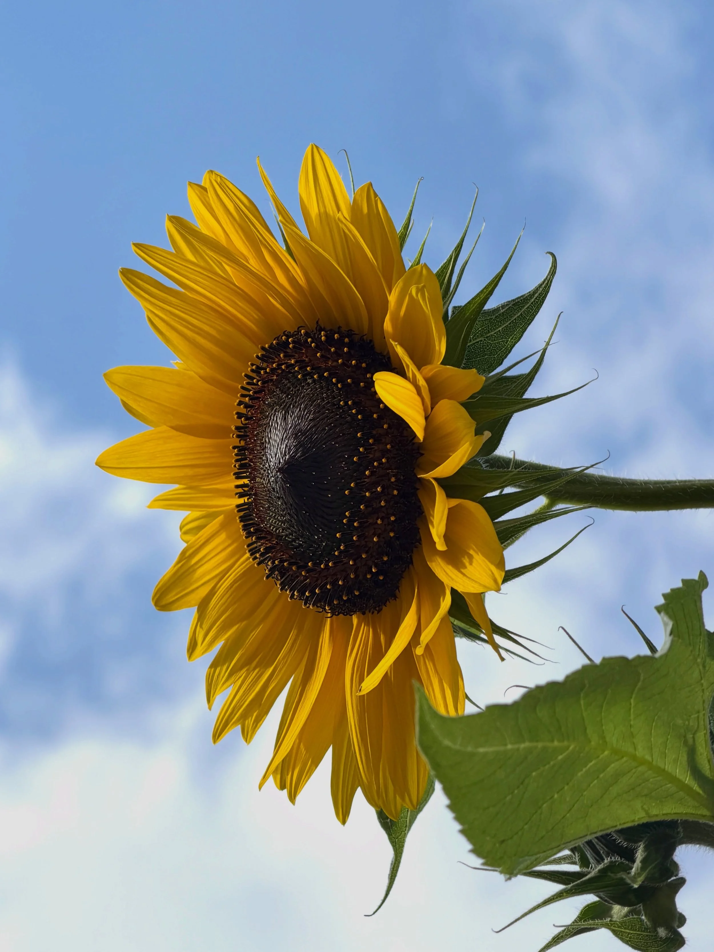 I just took some earrings to the studio for firing. On my way back, I came across these sunflowers.

Look at all those tiny dots of pollen. And if you look super close, they&rsquo;re stars. The inside of a flower is a whole universe.

Whenever I add 