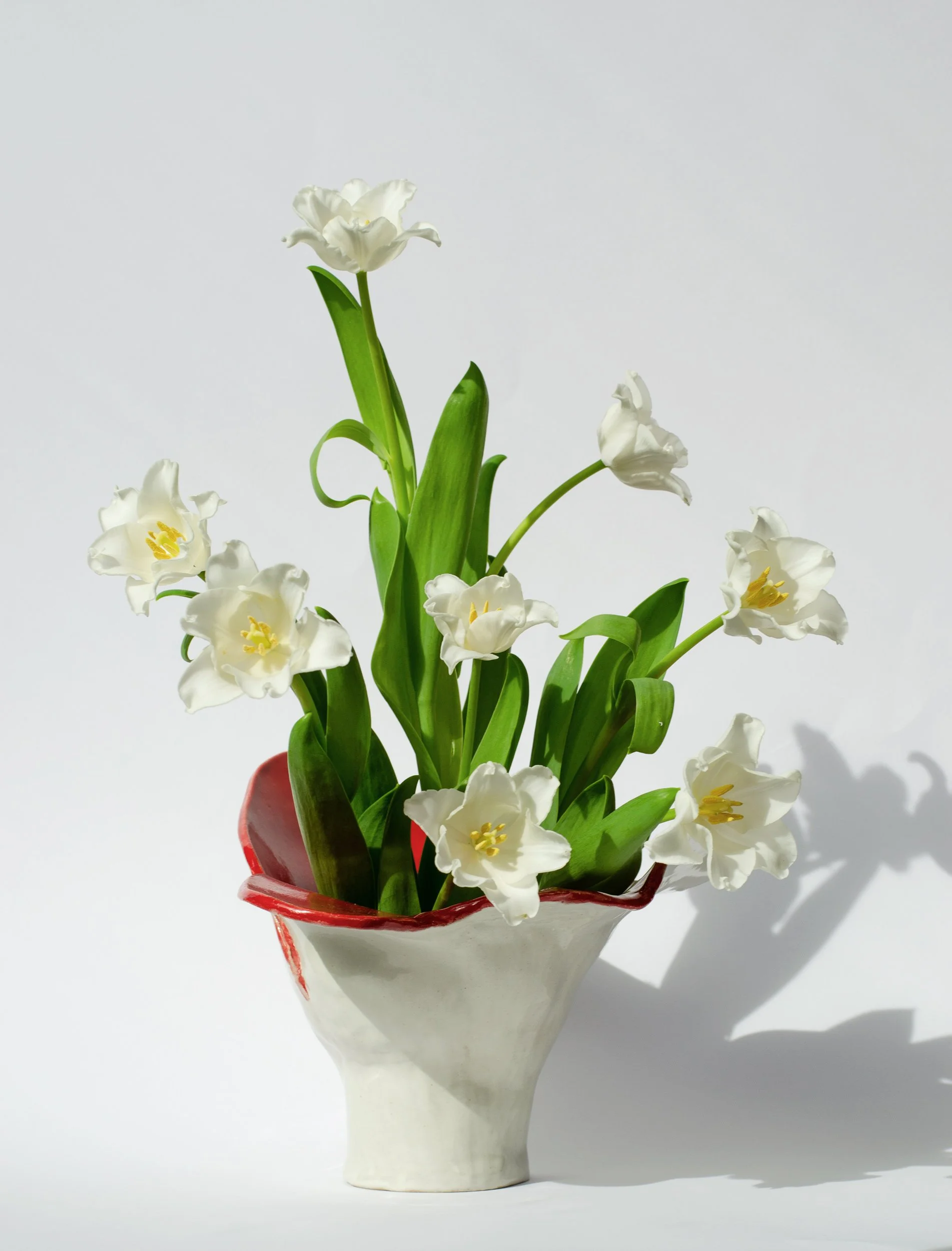 White tulips in a vase with a red rim, set against a white background.