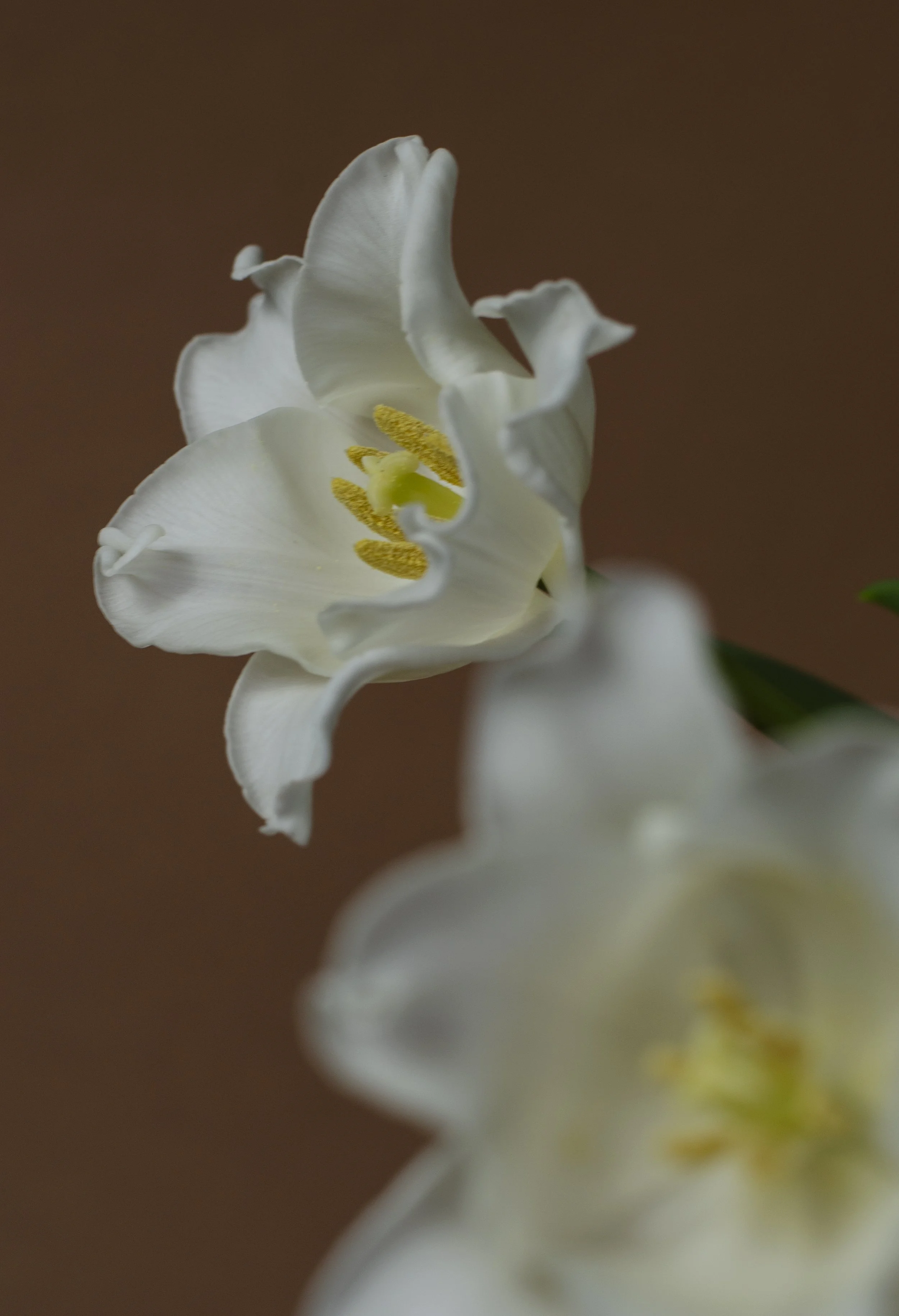A close-up of a tulip white flower with ruffled petals and yellow stamens photographed in natural light.