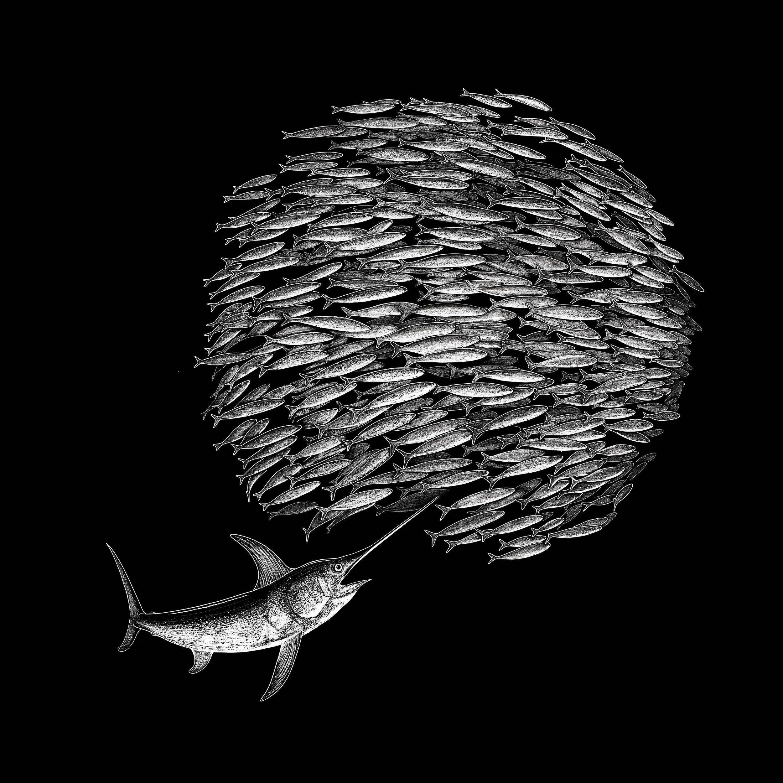 Swordfish Bait Ball.png